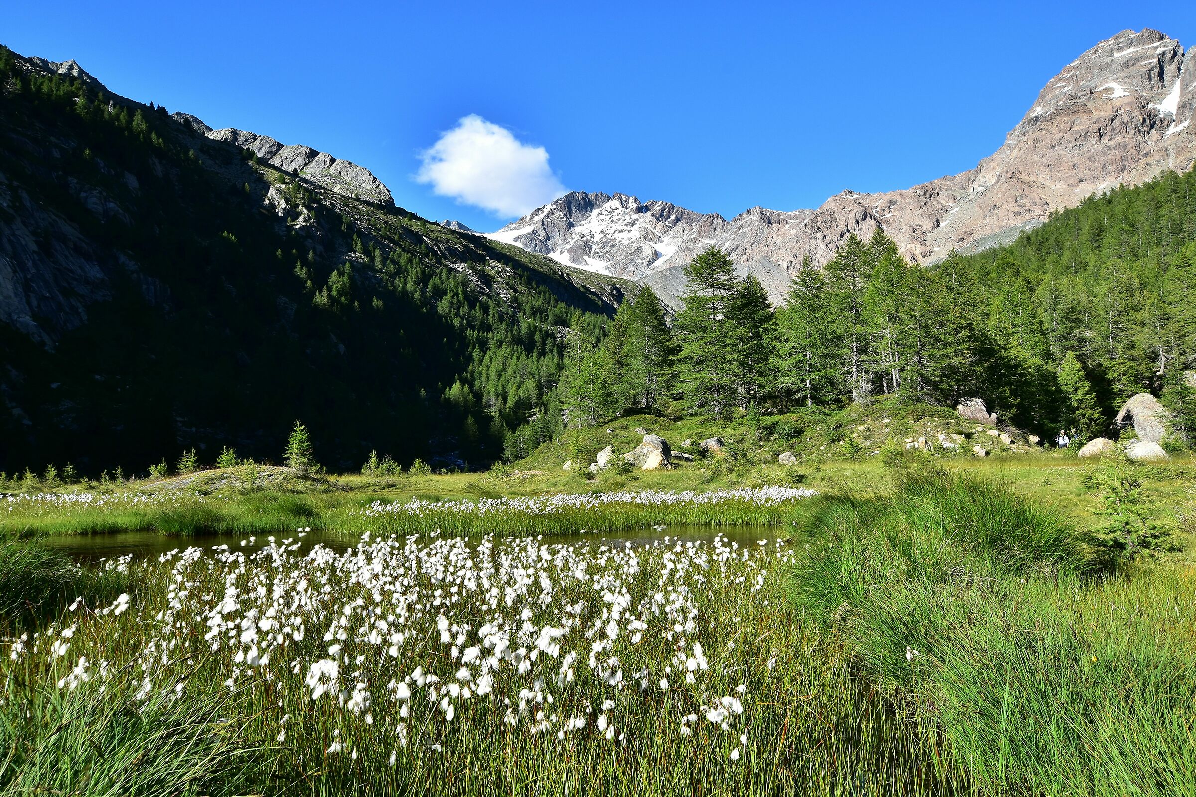 Erioforo a Preda Rossa