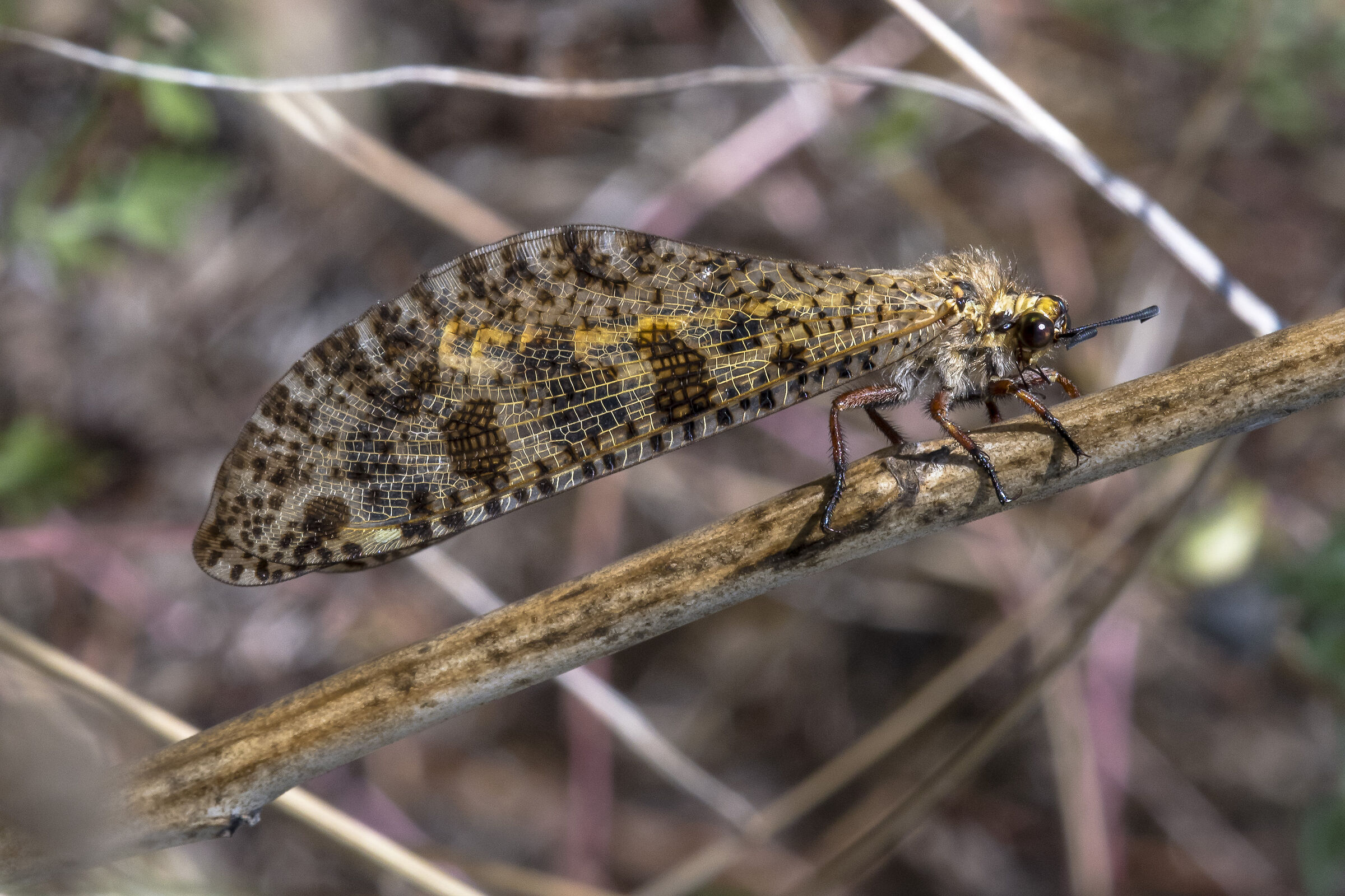 Anthill Palpares libelloides (Linnaeus, 1764)