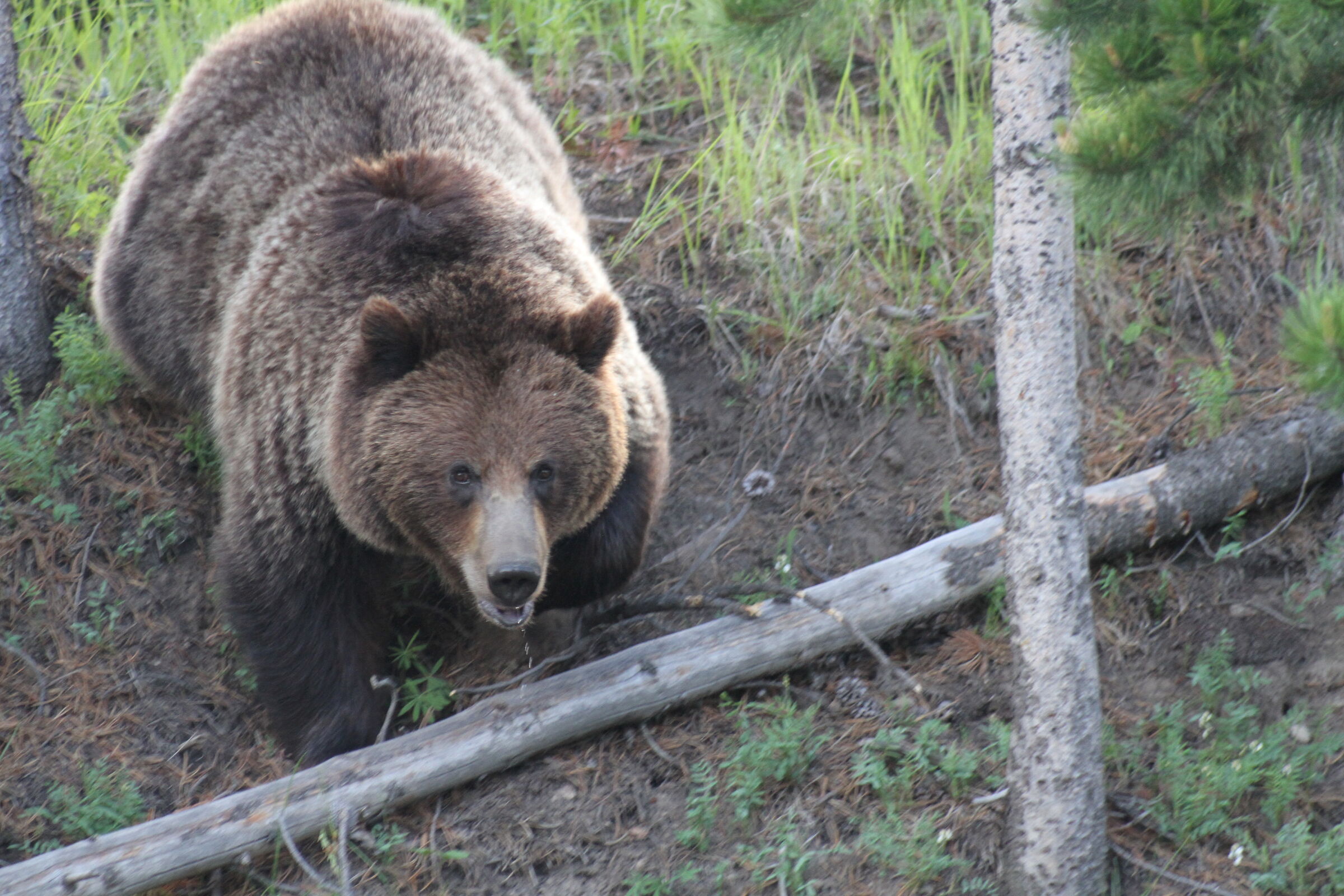 Yellowstone NP - Canyon