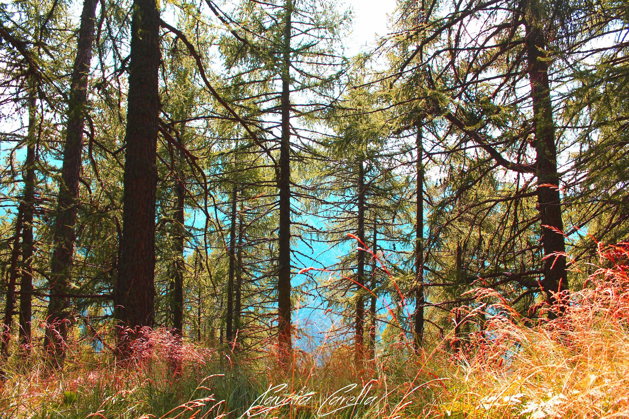 Bosco autunnale. (Val di Susa)