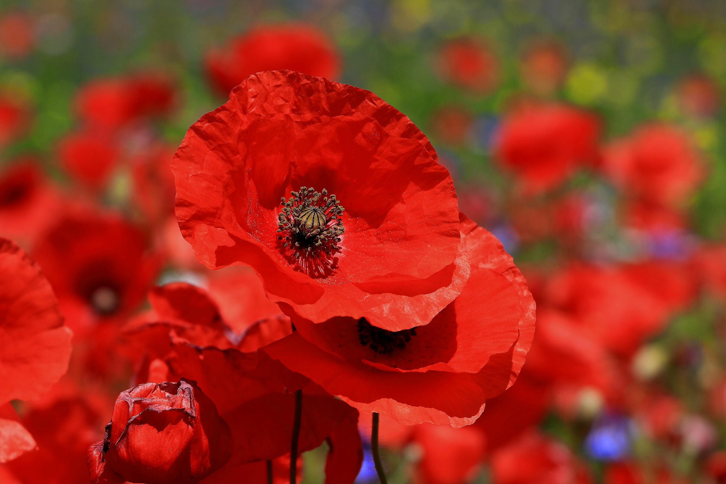 The poppies of Castelluccio 2