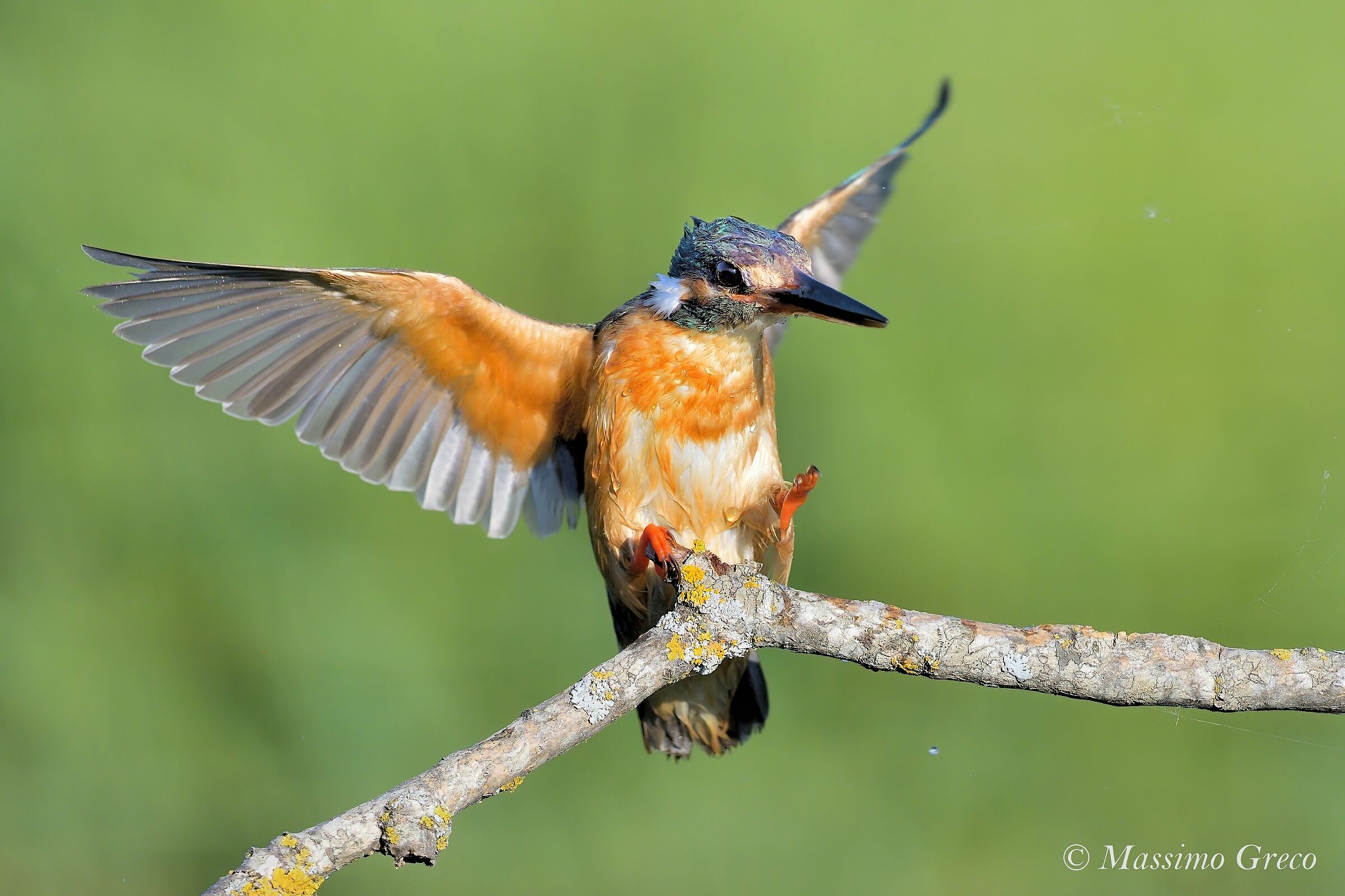 Fisherman's Martin at the dock