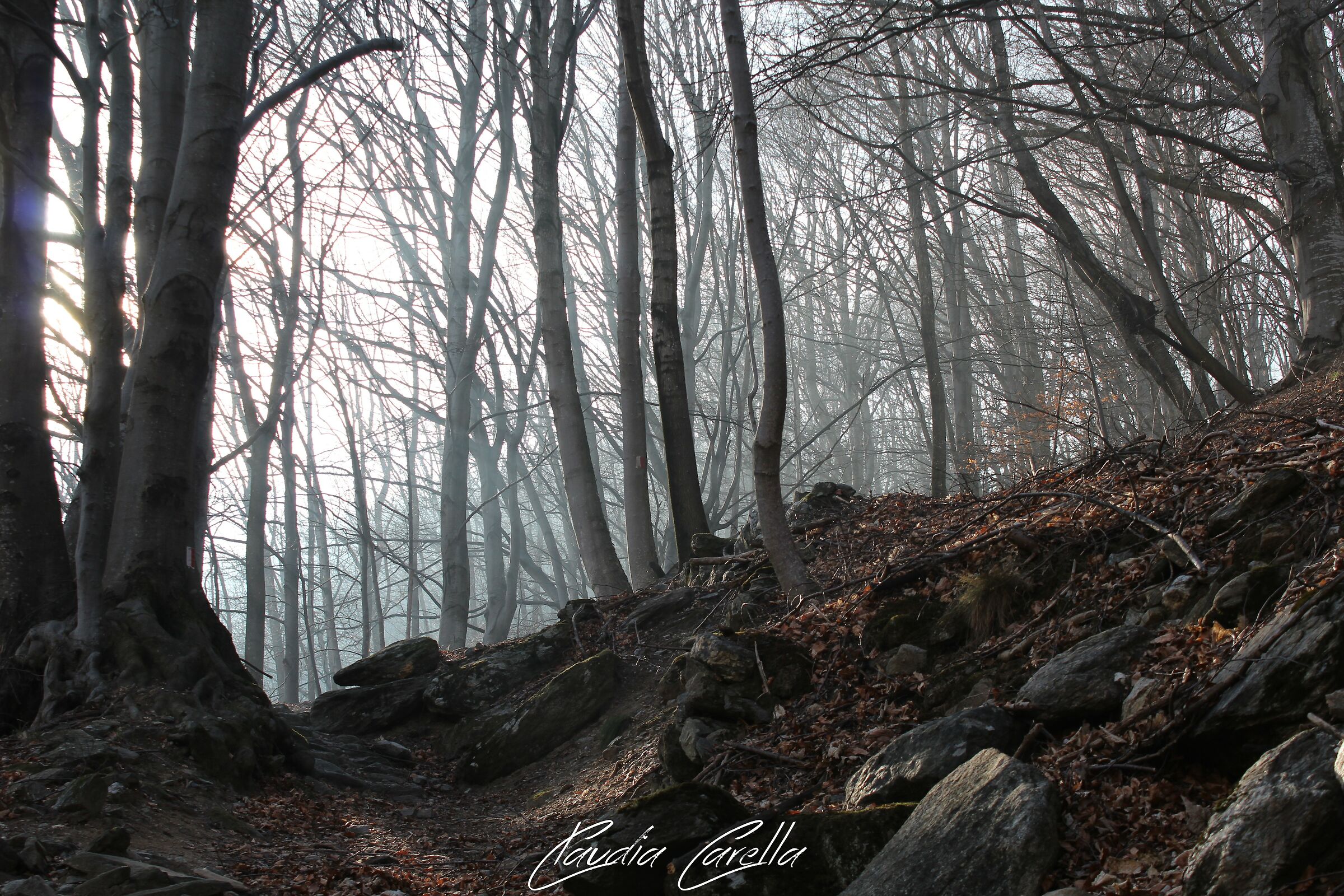 Faggeta. (Valle di Susa)