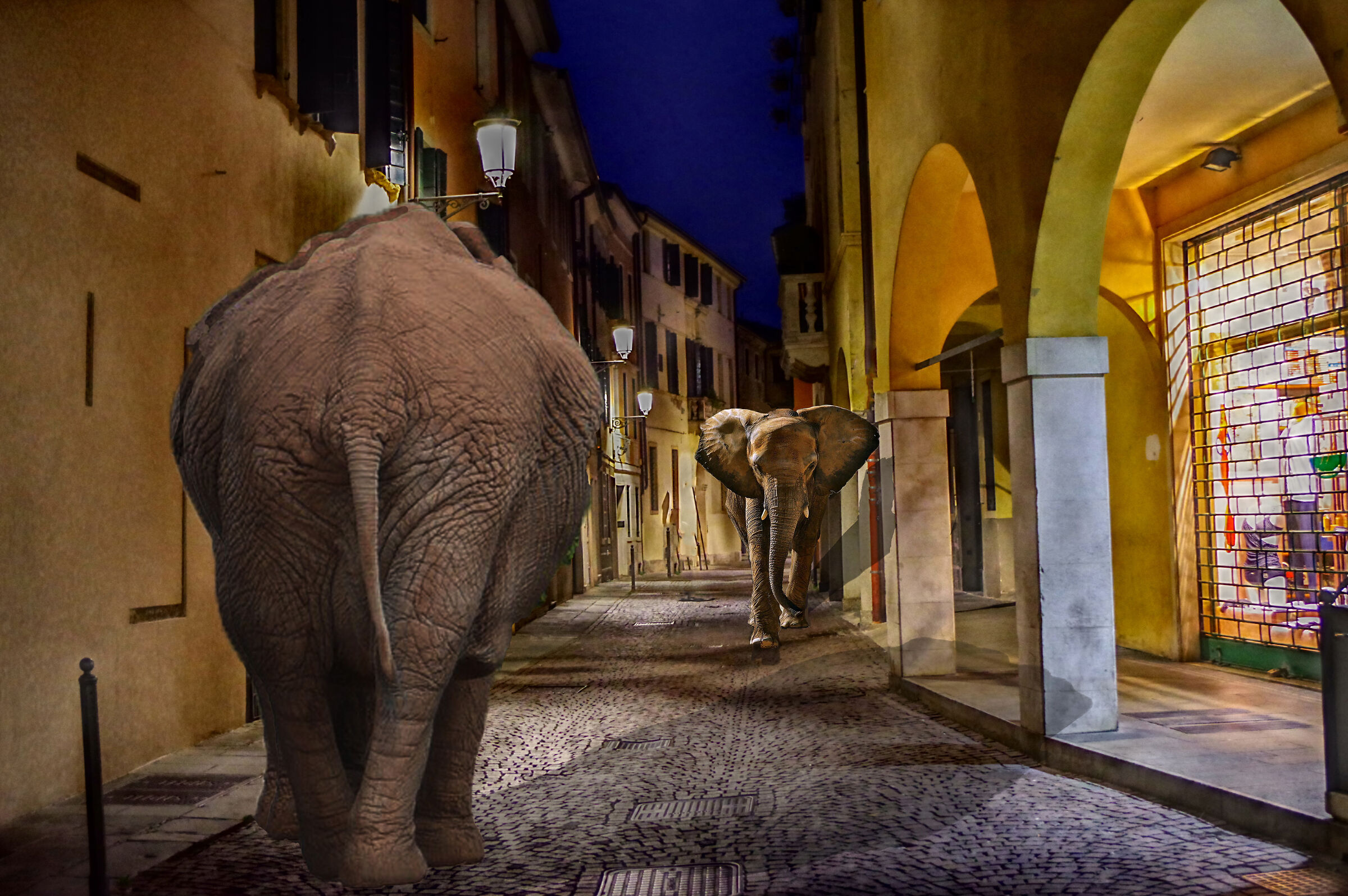 Padua by night