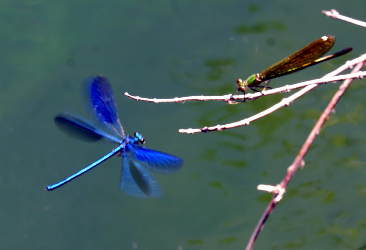 Calopteryx splendens 1