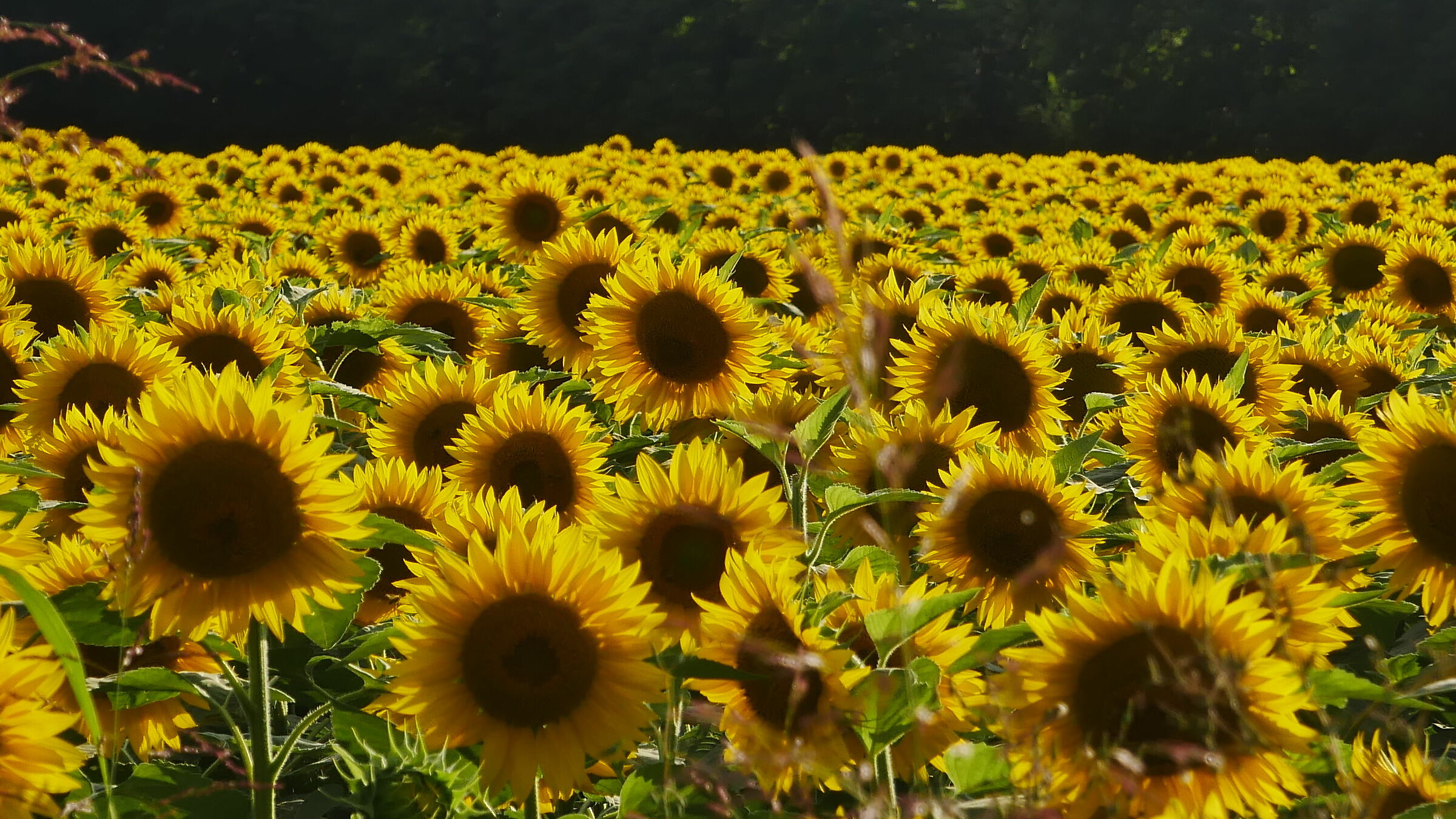 Sunflowers 02