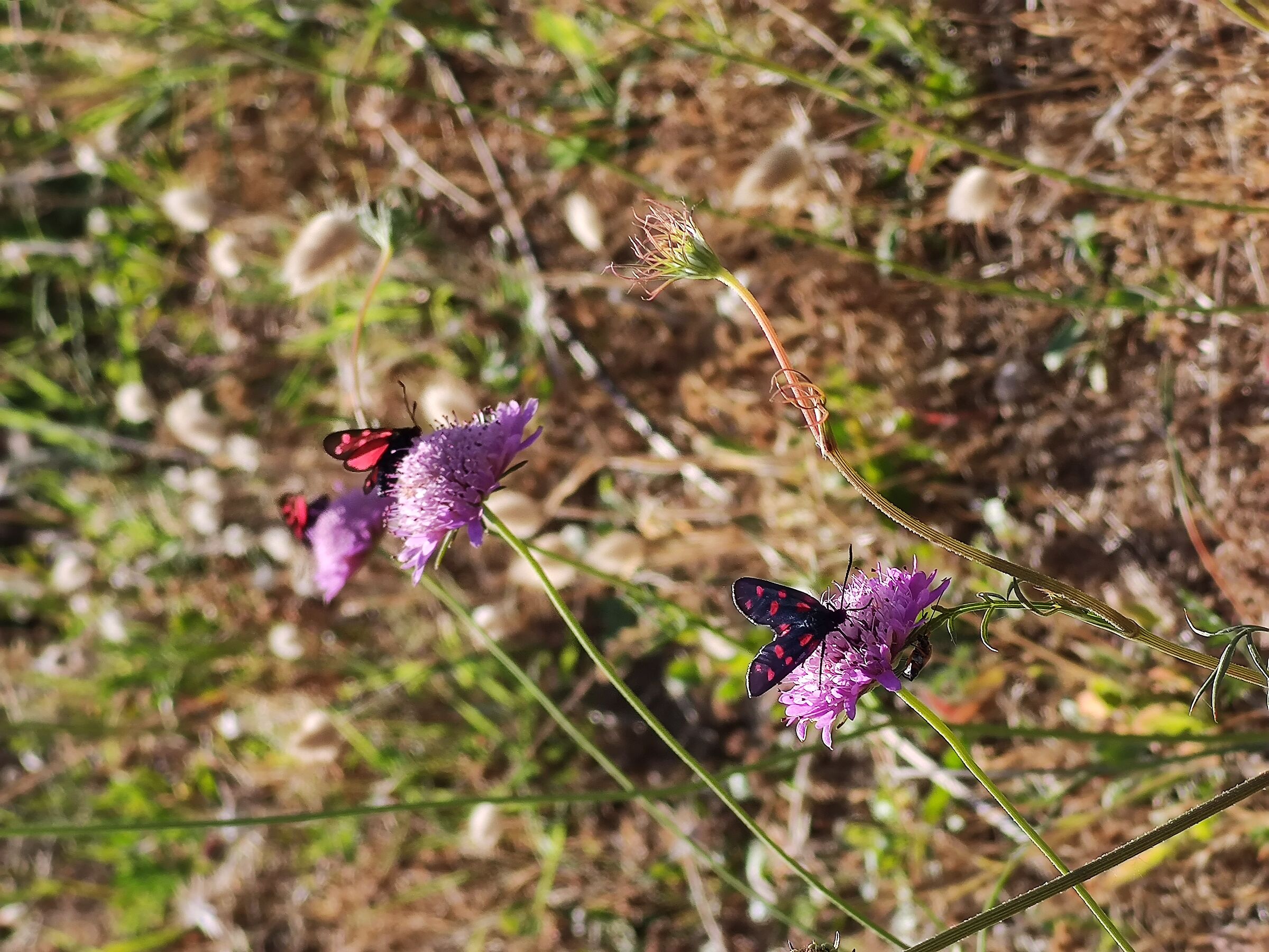 Three butterflies for three flowers