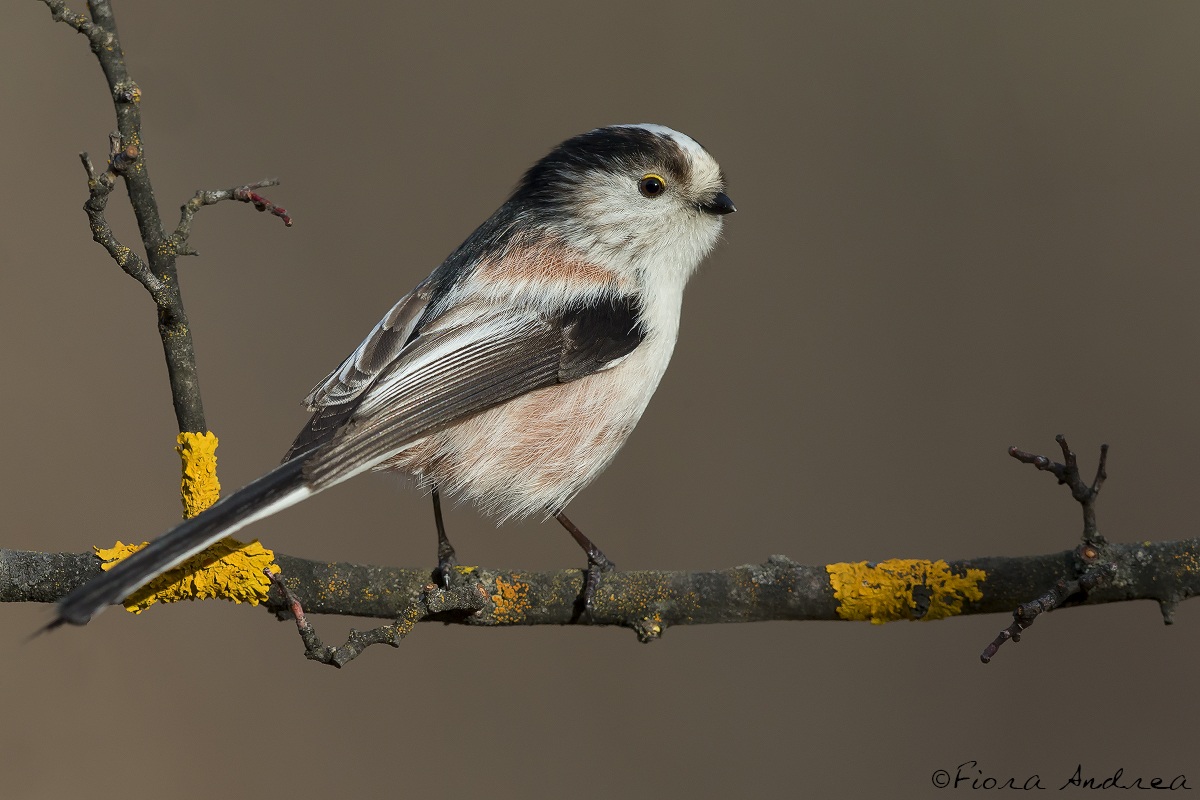 Sociable long-tailed tit ...