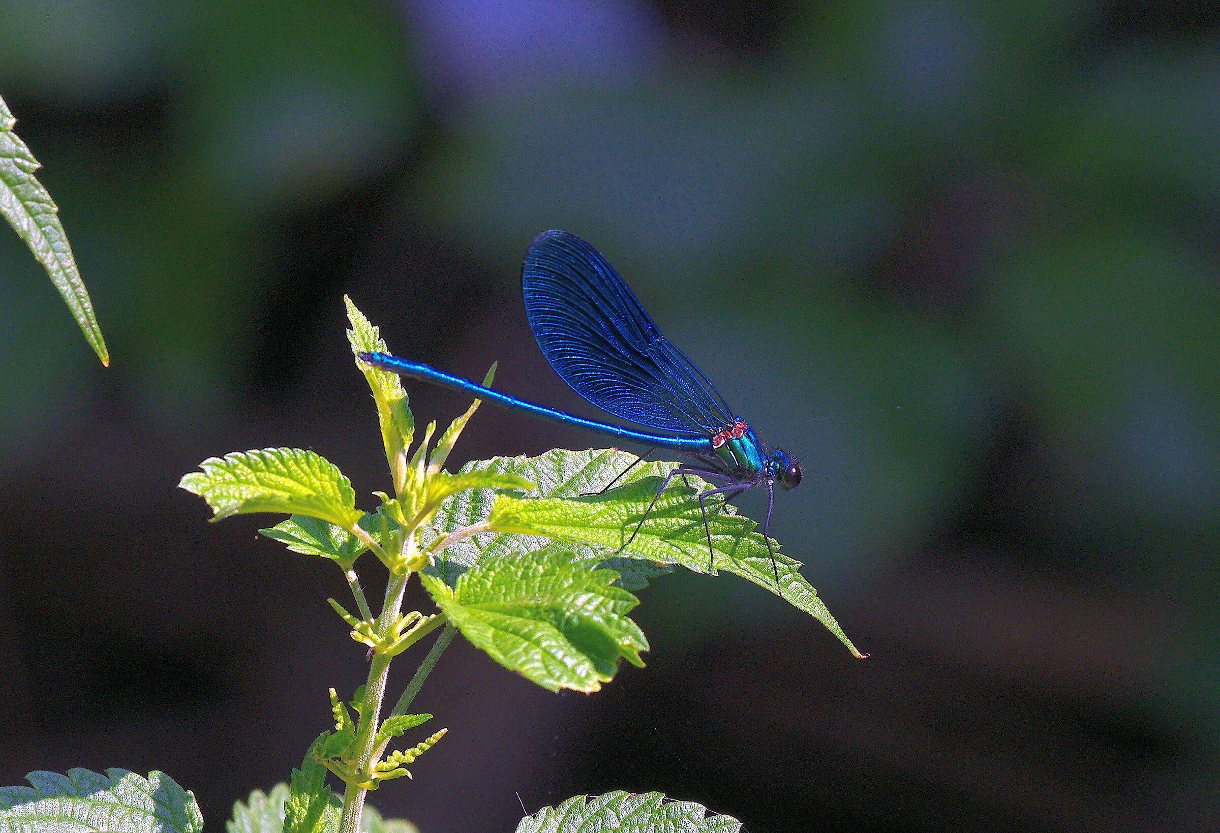 Calopteryx virgo (male)