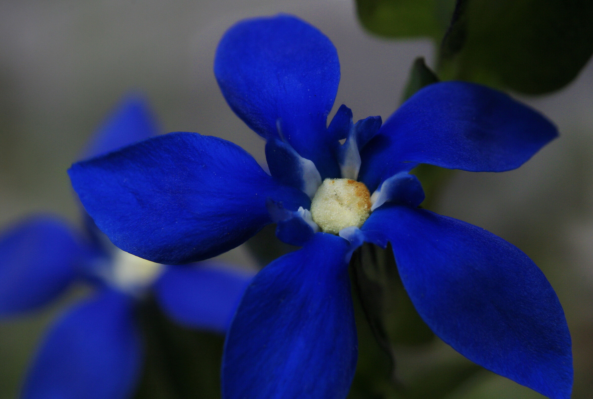 L'impossibile-Blu-della-Genziana-Verna_Gentiana-Verna
