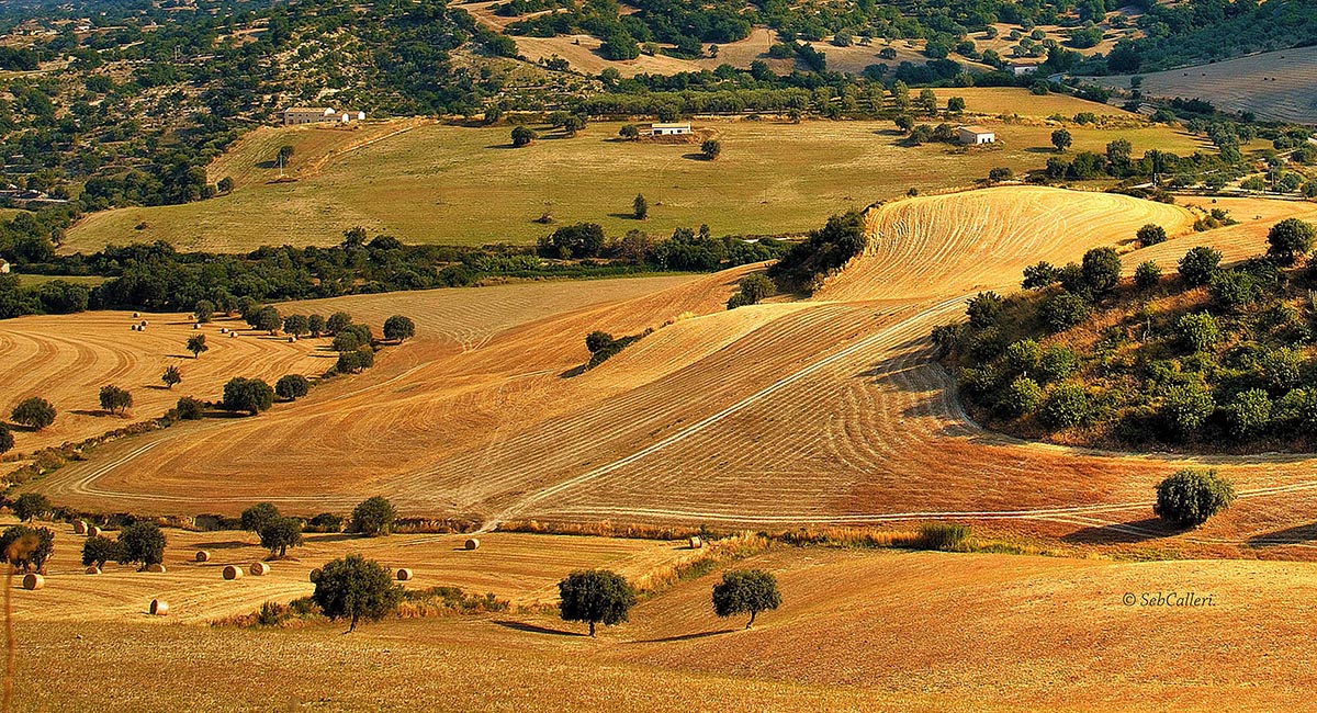 " Trebbiatura dorata..."