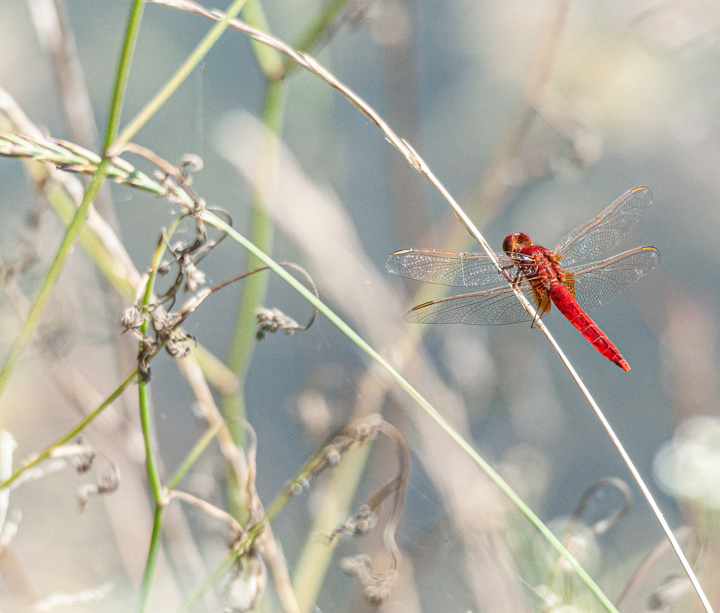 Libellula rossa su uno sfondo che mi piace tantissimo