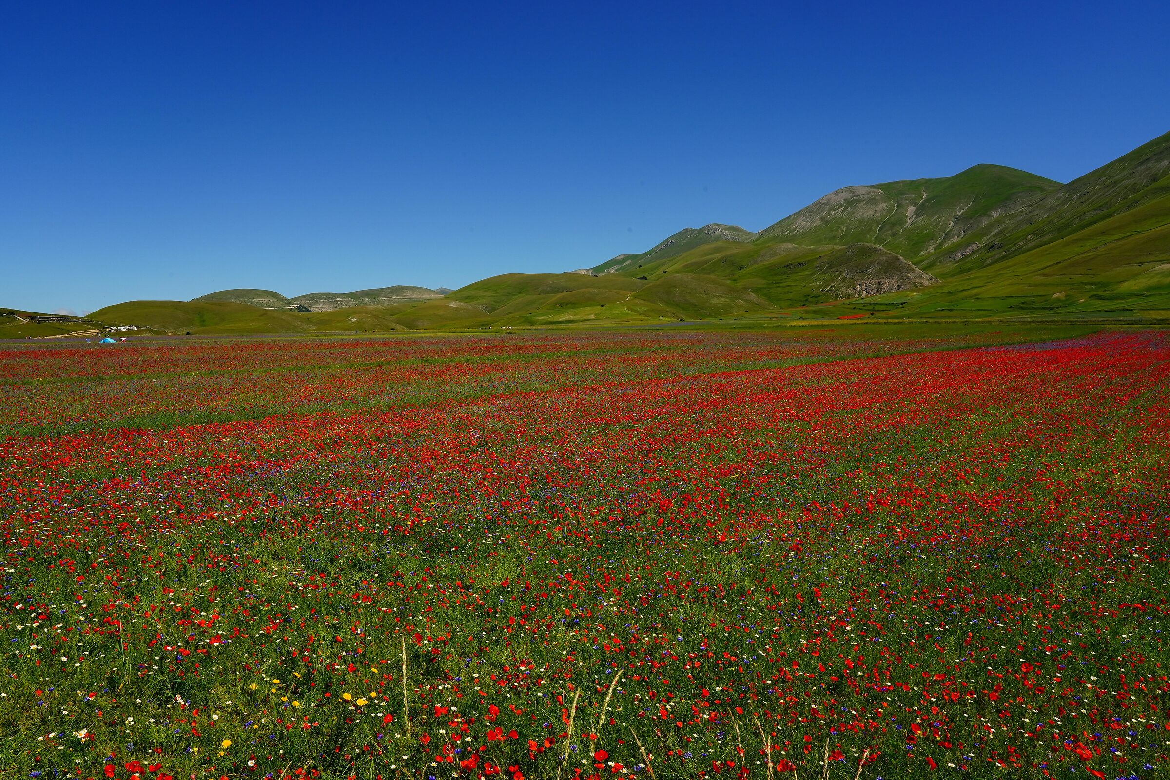 Castelluccio di Norcia 2020 b
