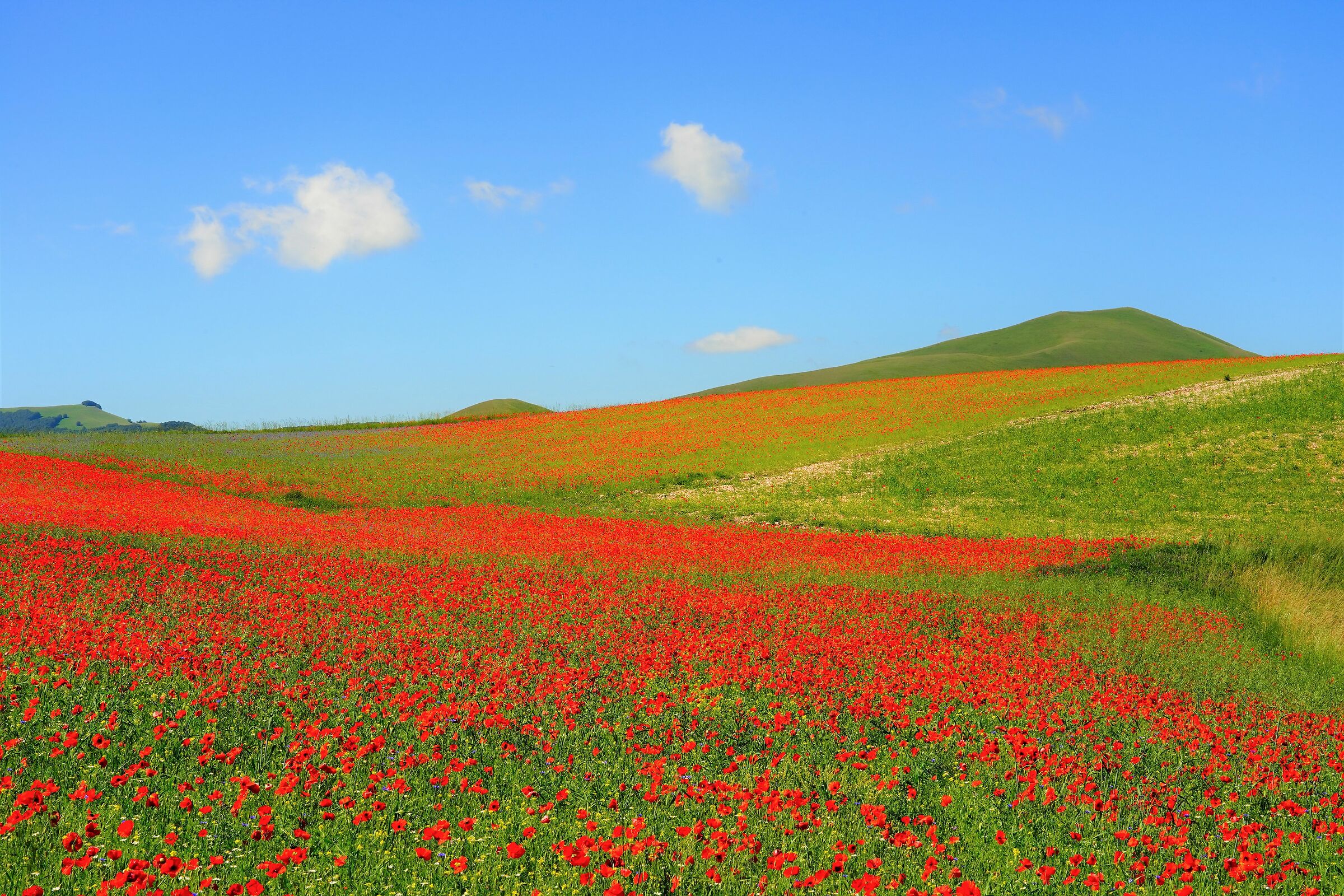 Castelluccio di Norcia 2020 c