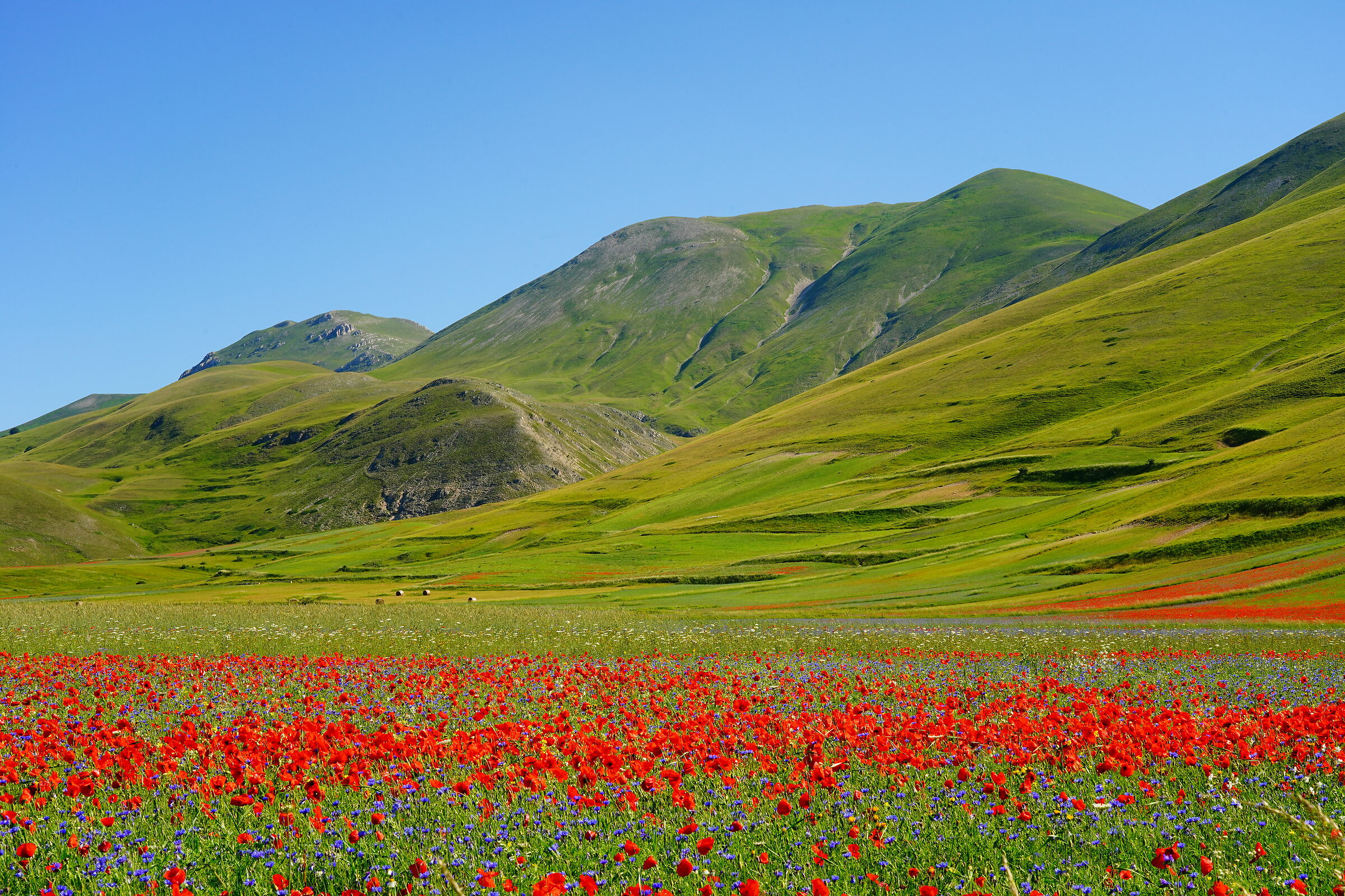 Castelluccio di Norcia 2020 c