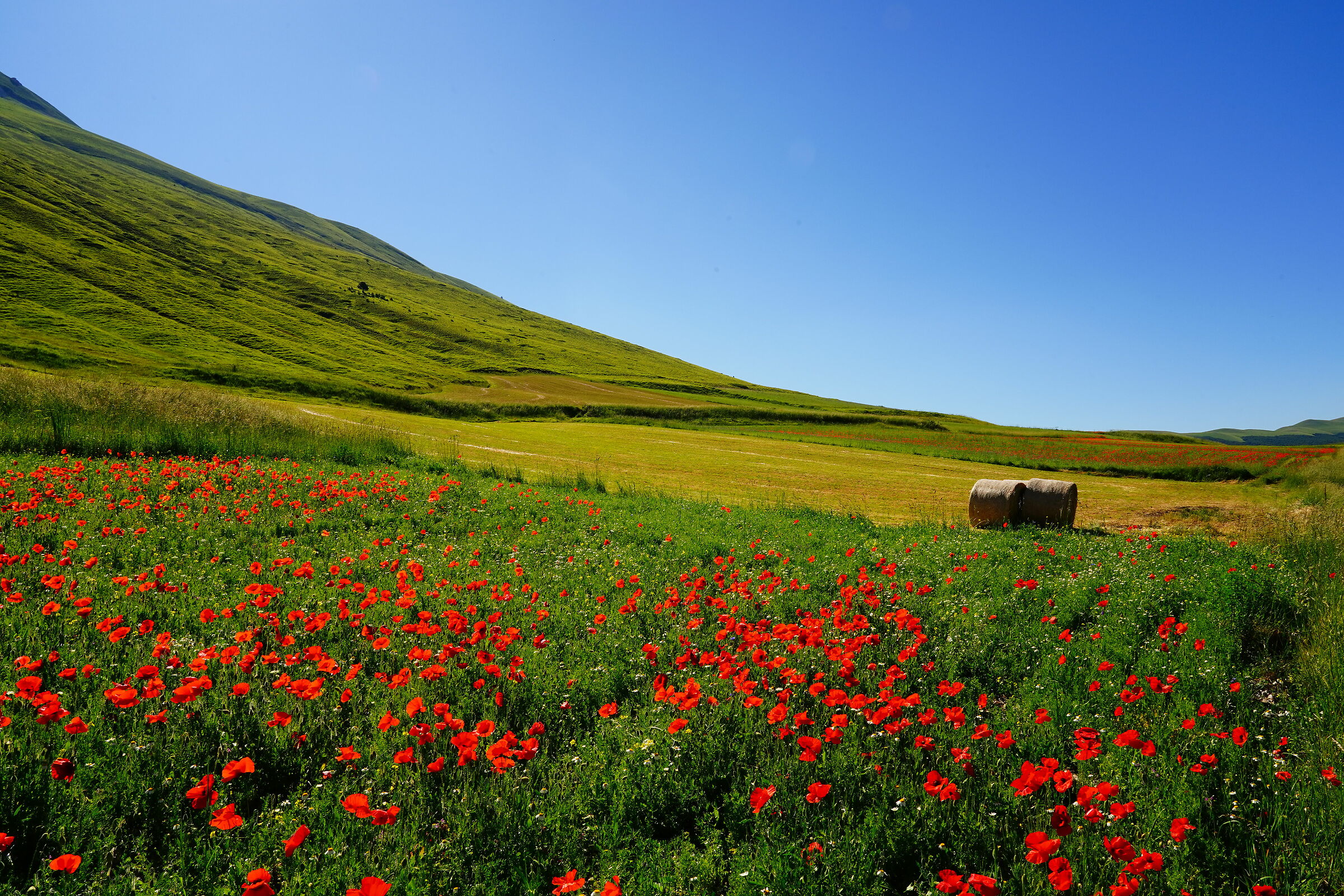 Castelluccio di Norcia 2020 d