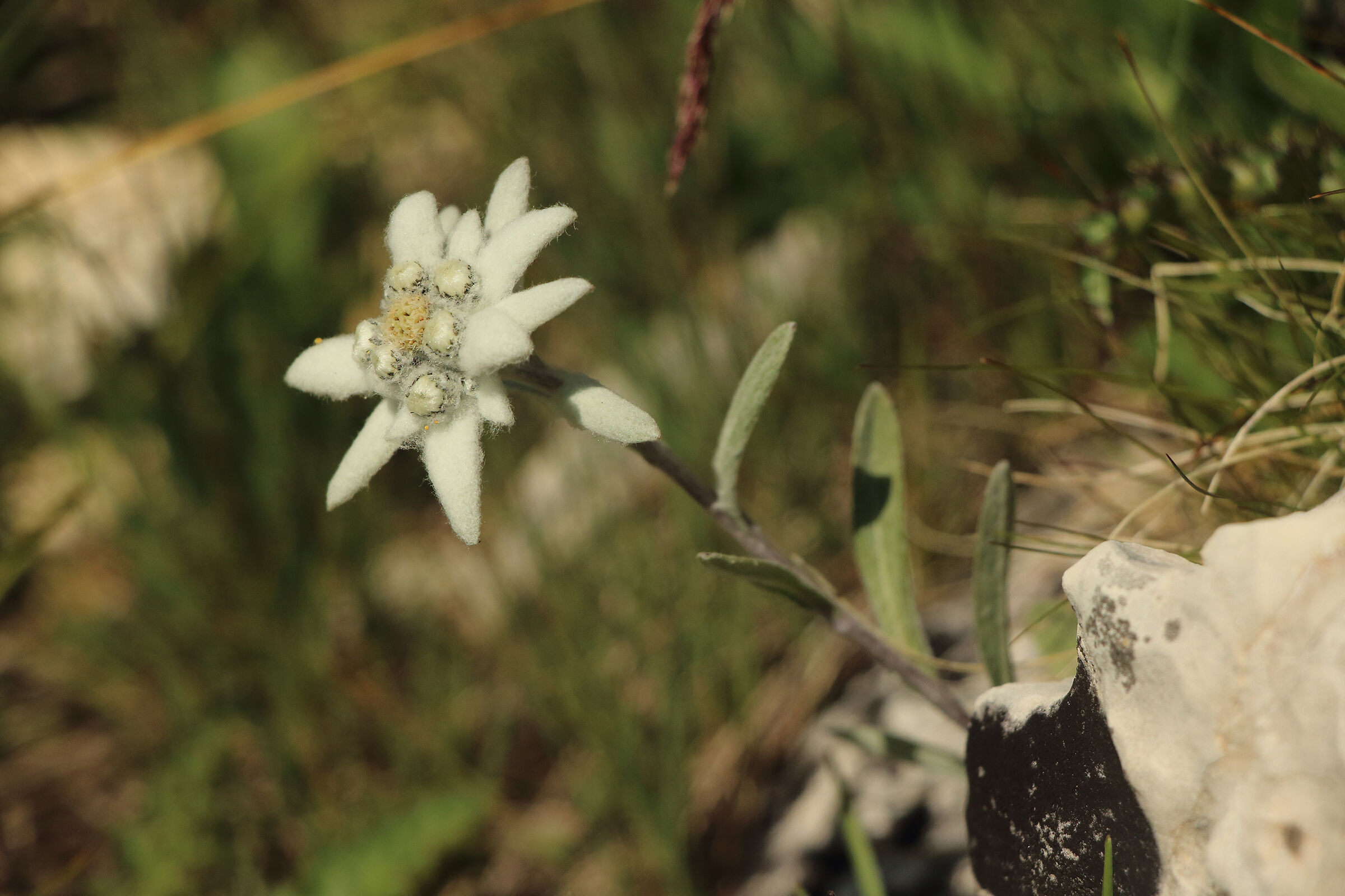 edelweiss