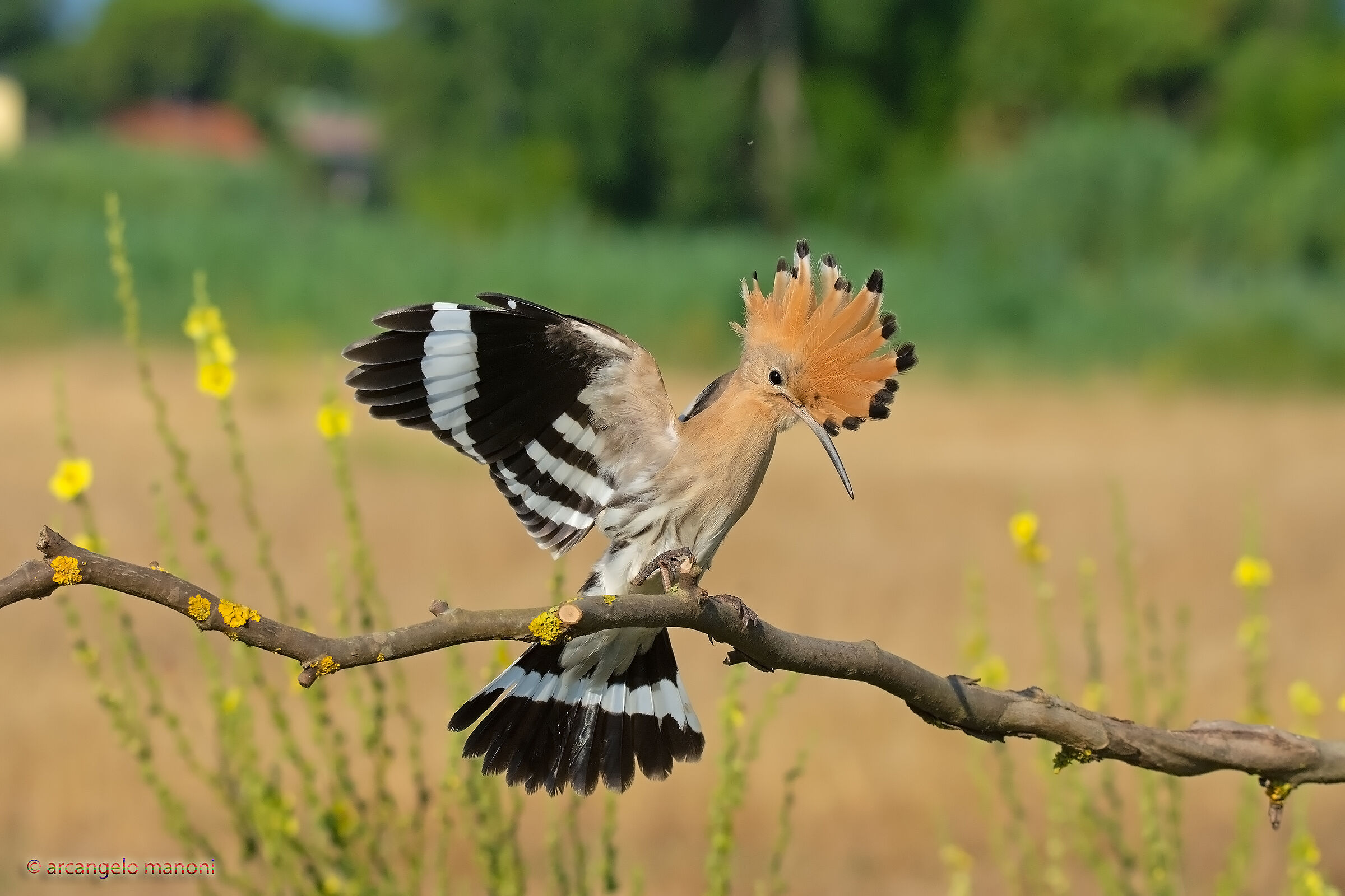 Upupa: Anatomy of a Landing