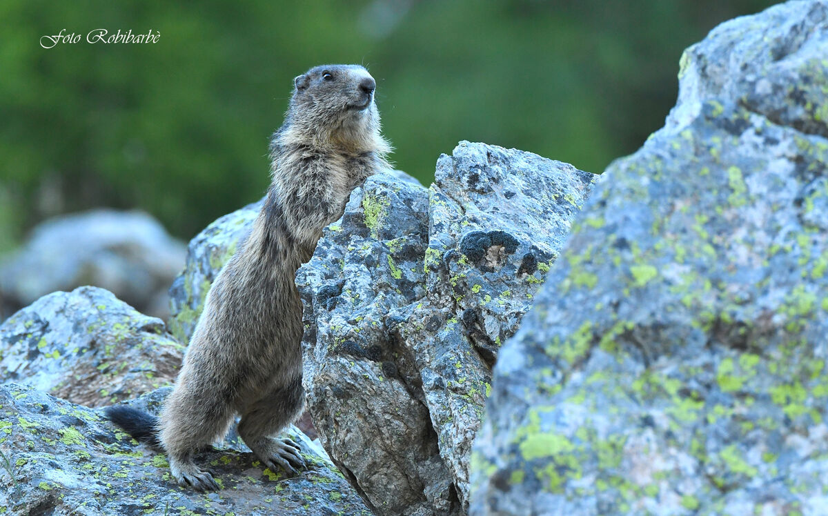 Marmotta....
