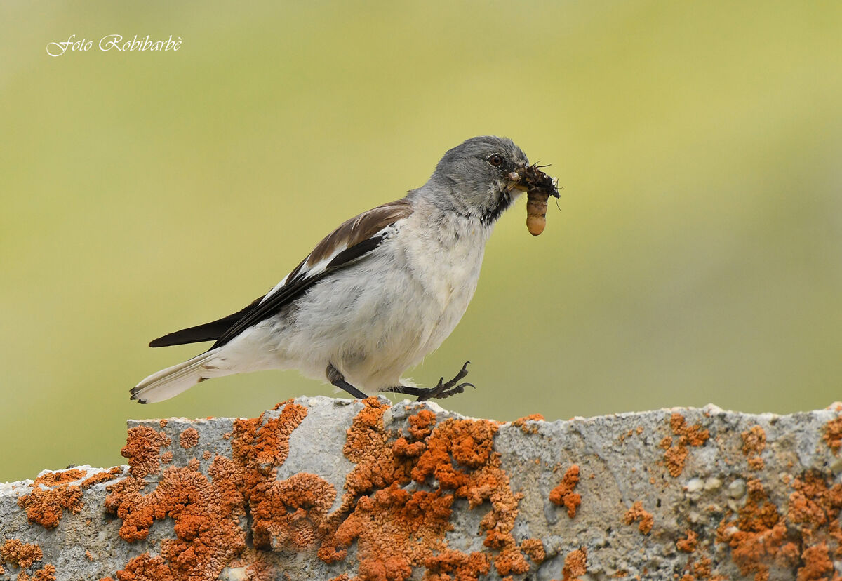 Fringuello alpino...