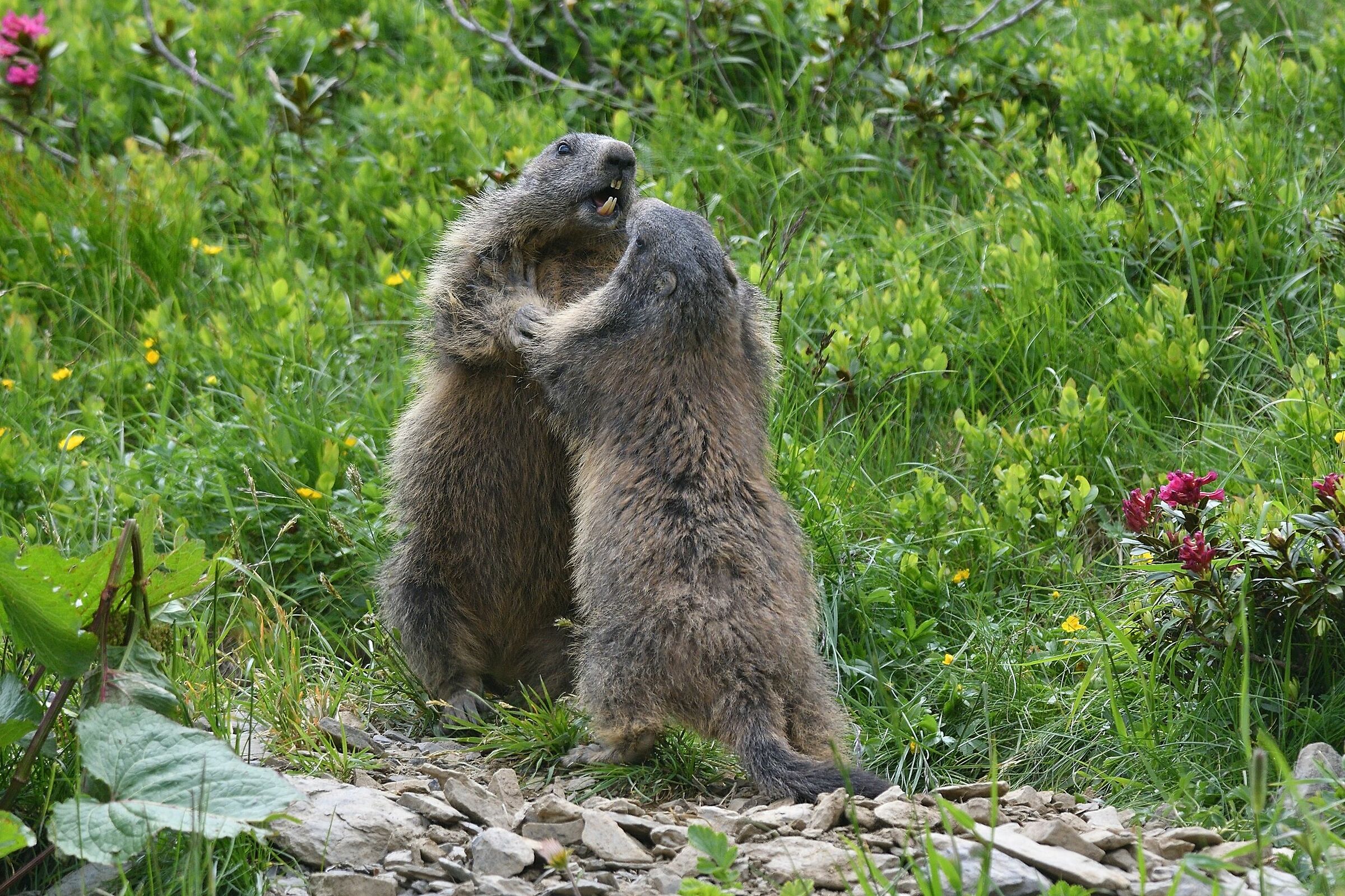 e fatte piu' in la'...