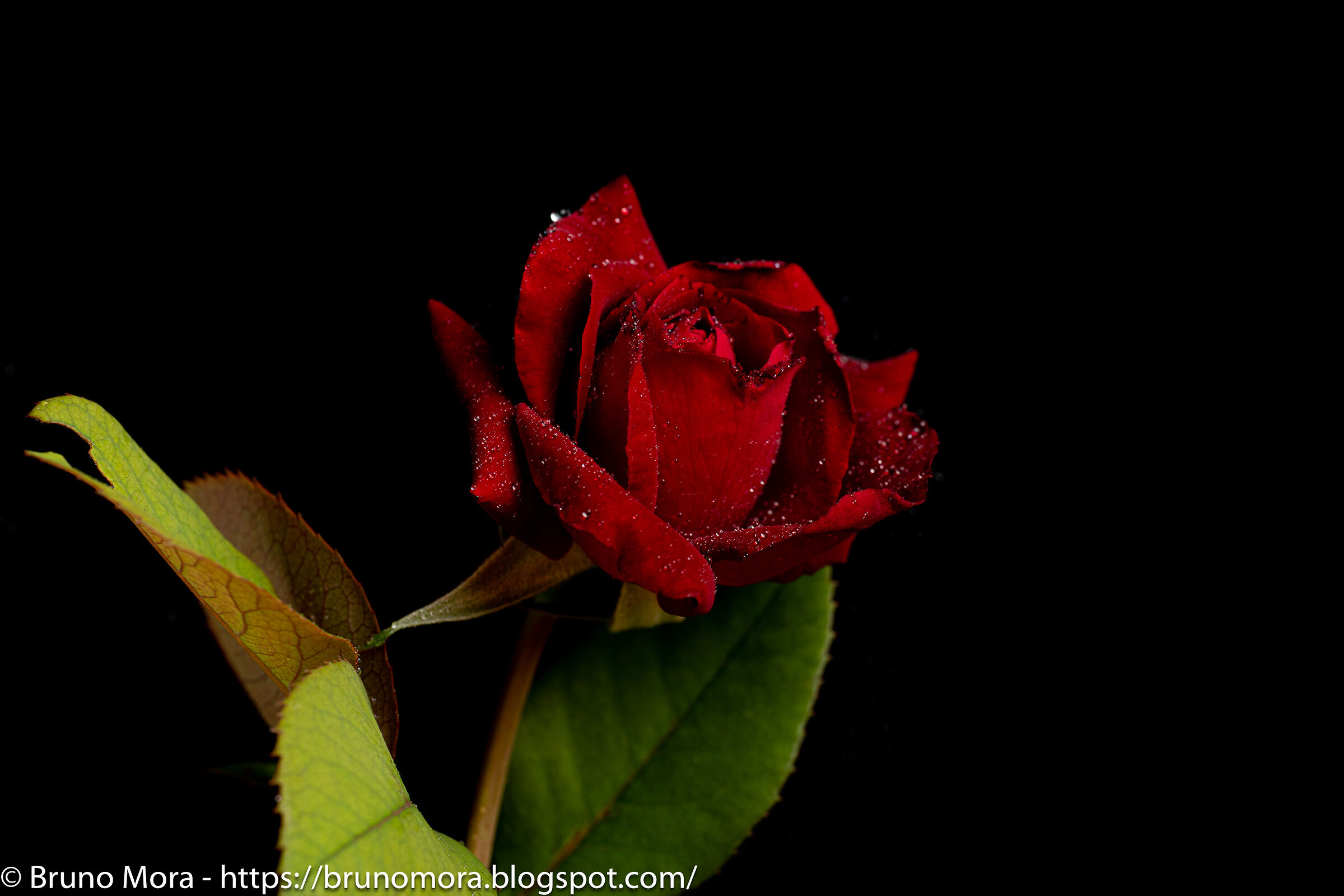 Rosa del mio giardino