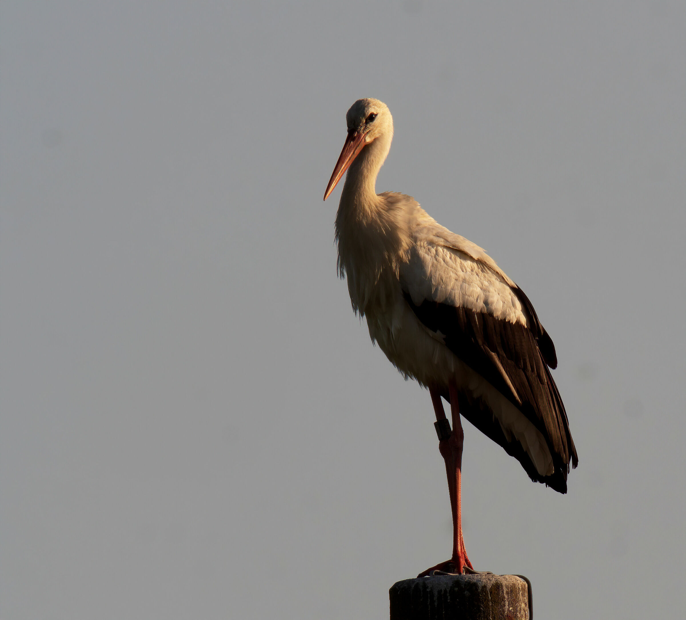 Il sogno da bambino...