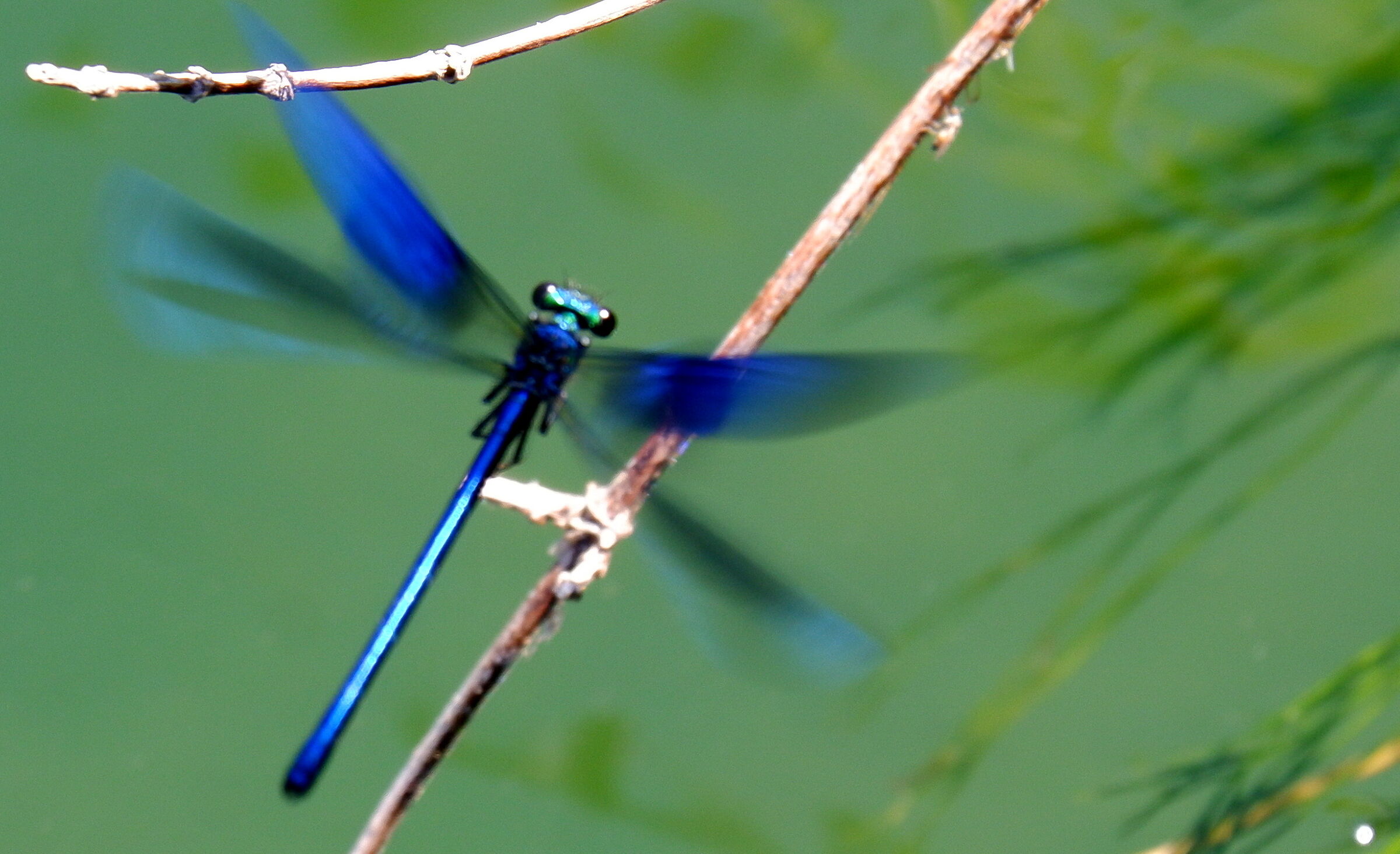 Calopteryx splendens 2
