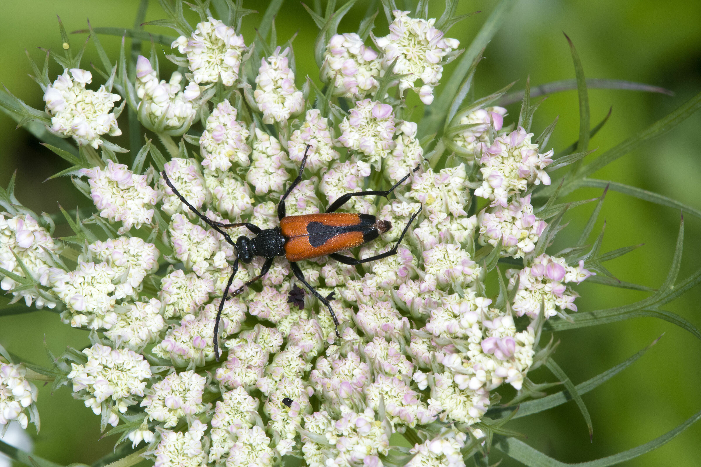 Stictoleptura cordiera