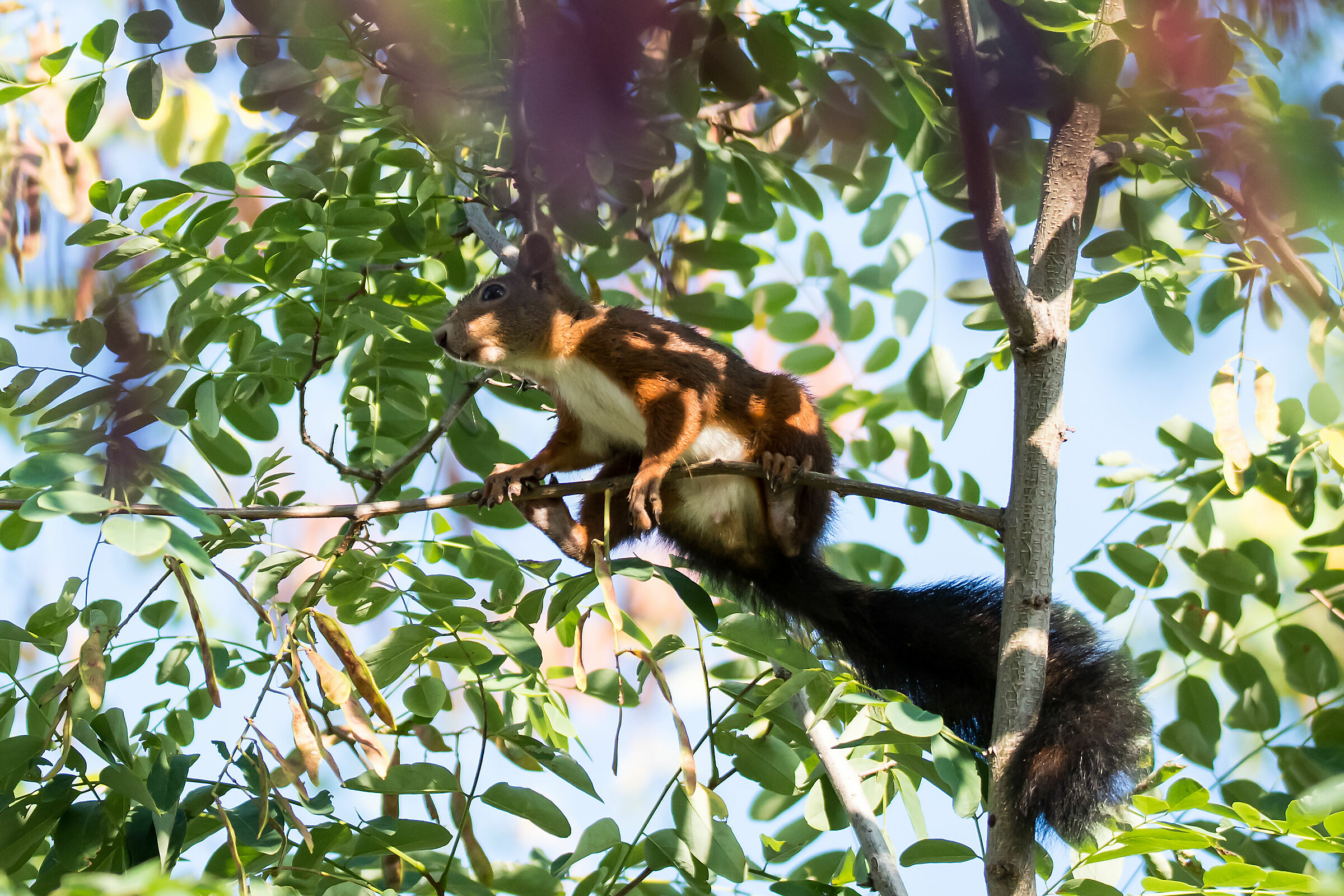 Squirrel in the shade