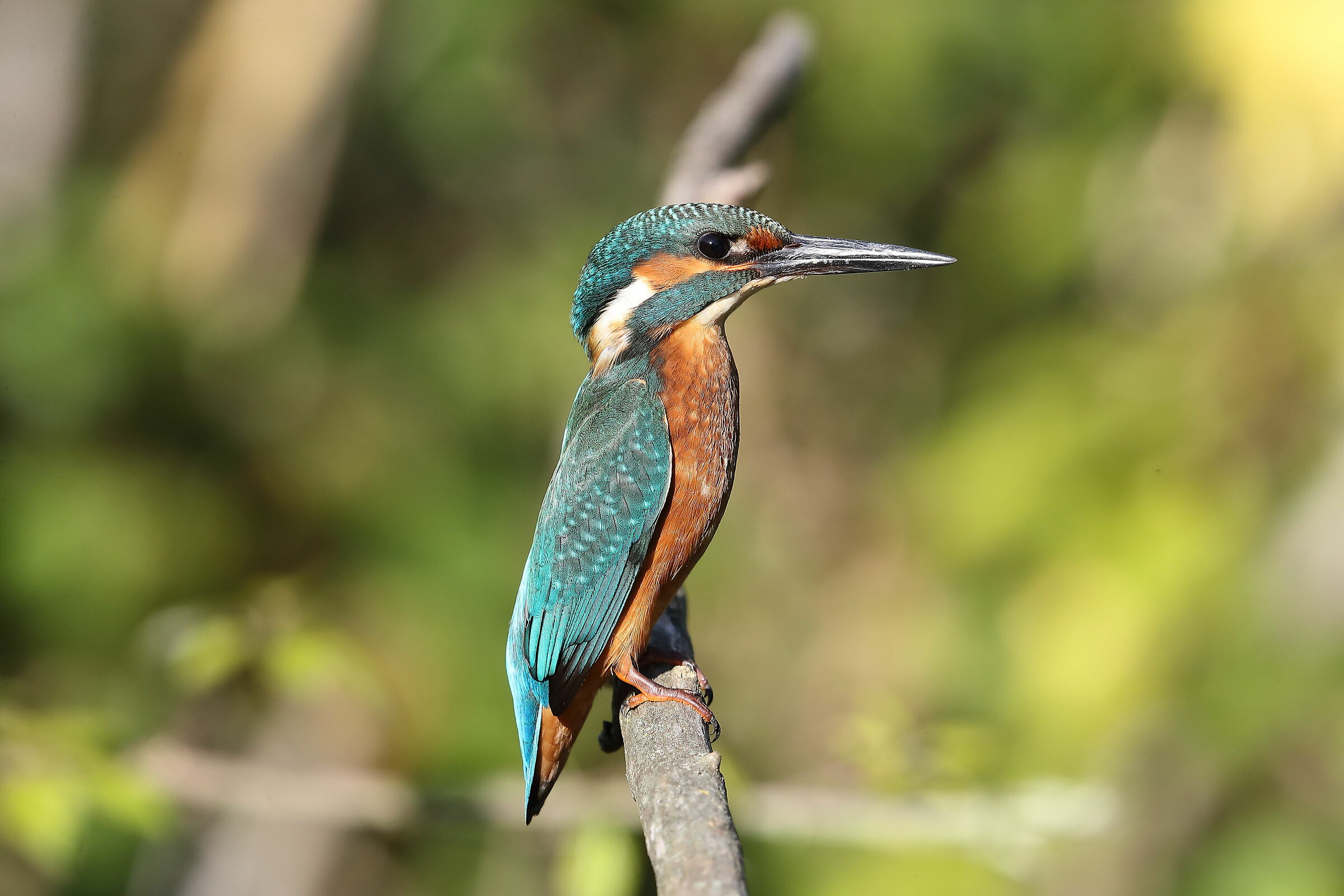 Kingfisher
