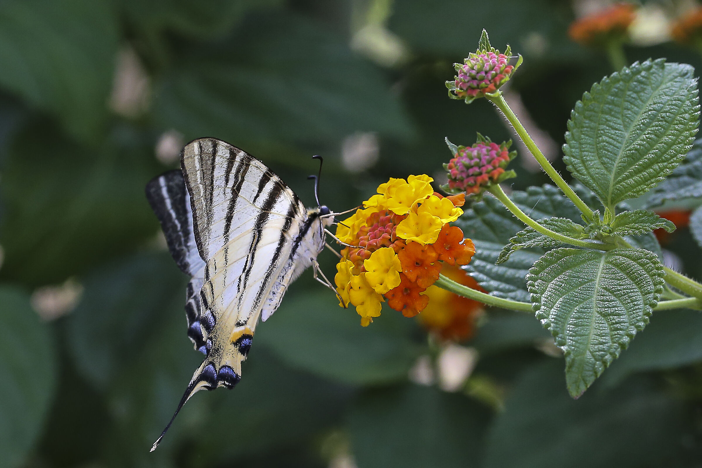 Macaone (papilio machaon)