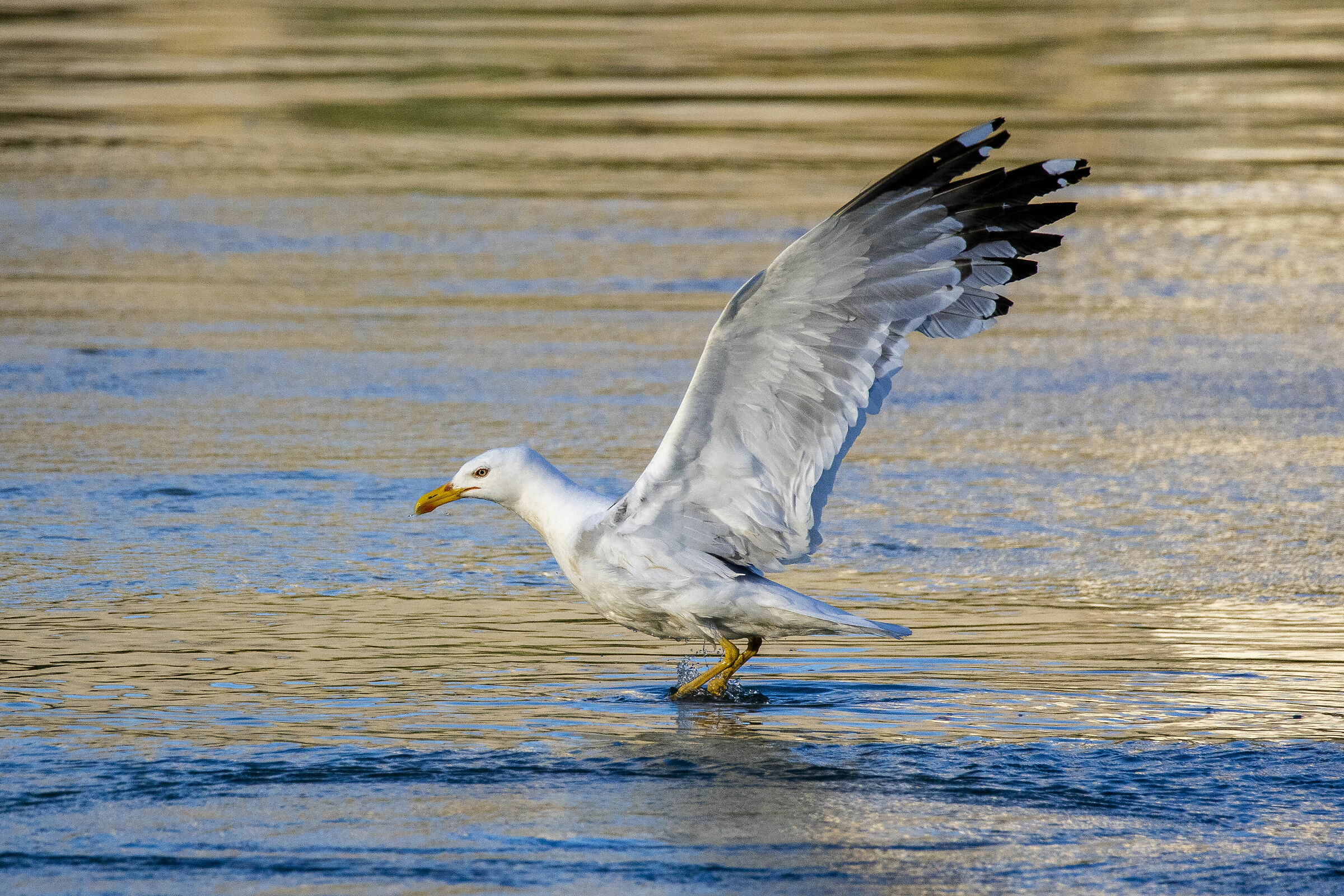 Seagull on take-off