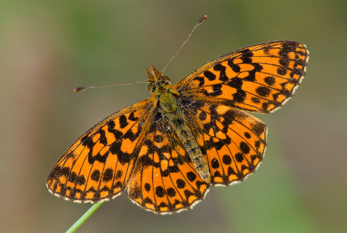 Autumn with open wings