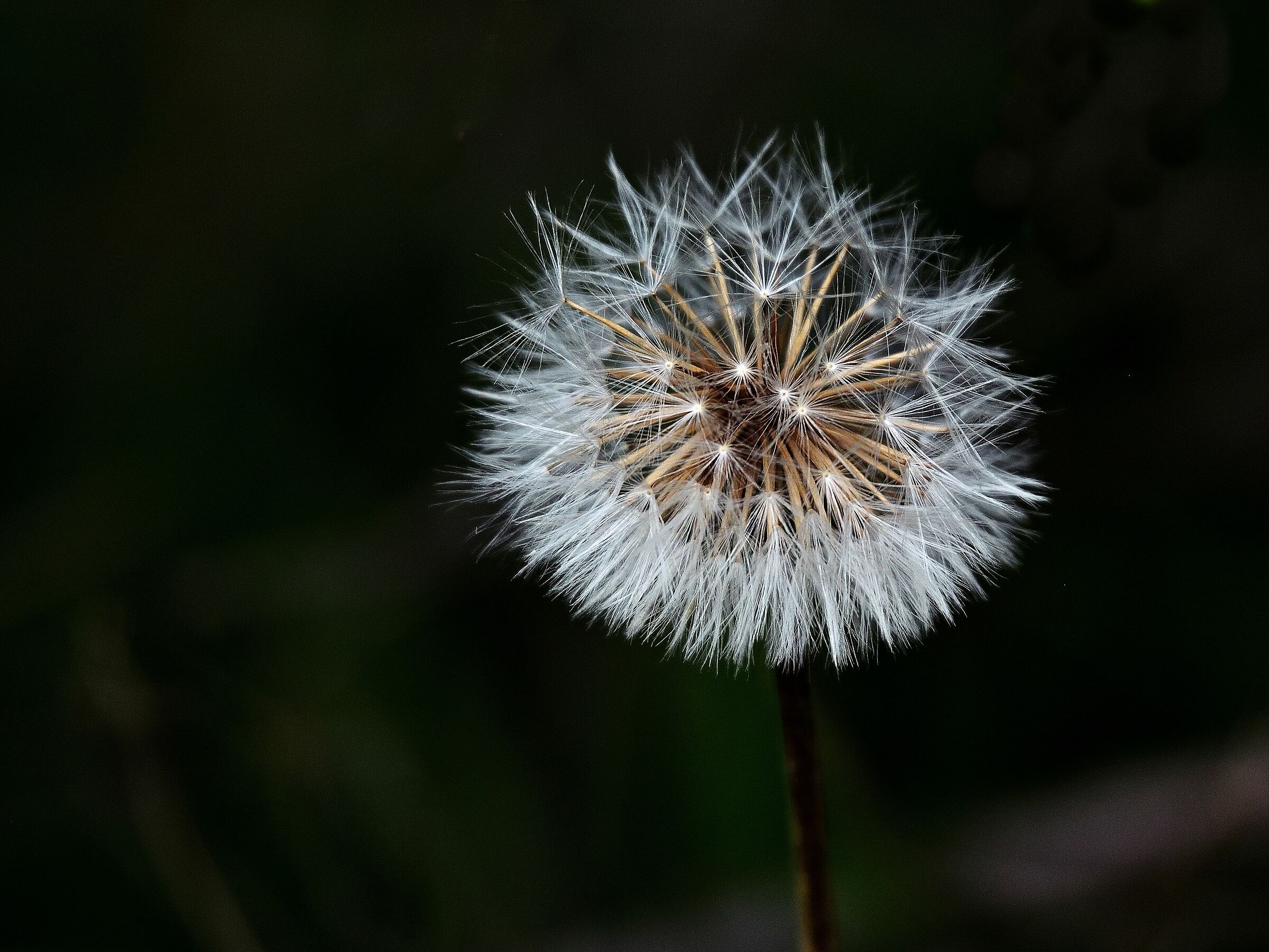 Basta un soffio...e non c'è più!