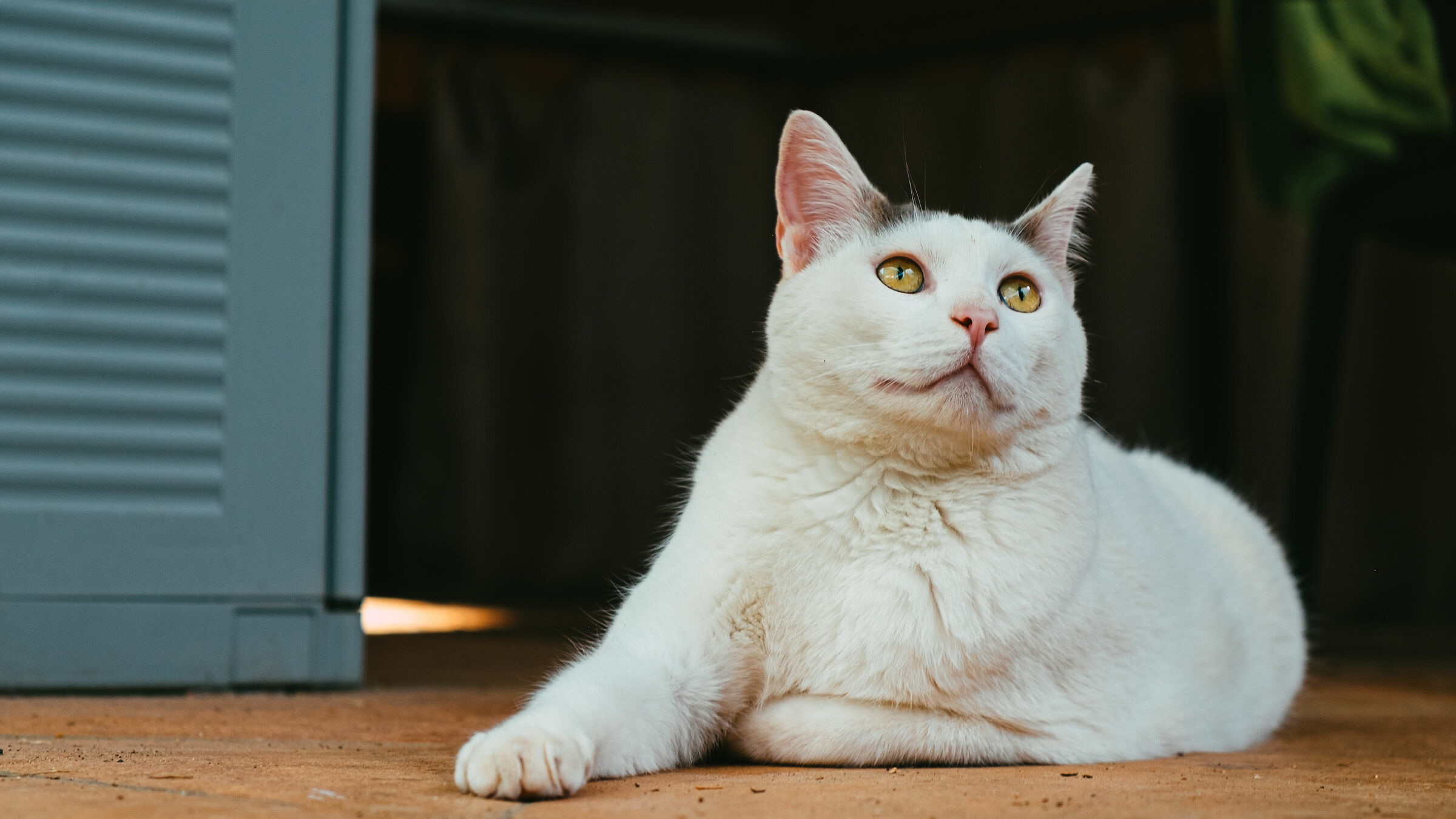 Ermes il mio modello per allenarmi