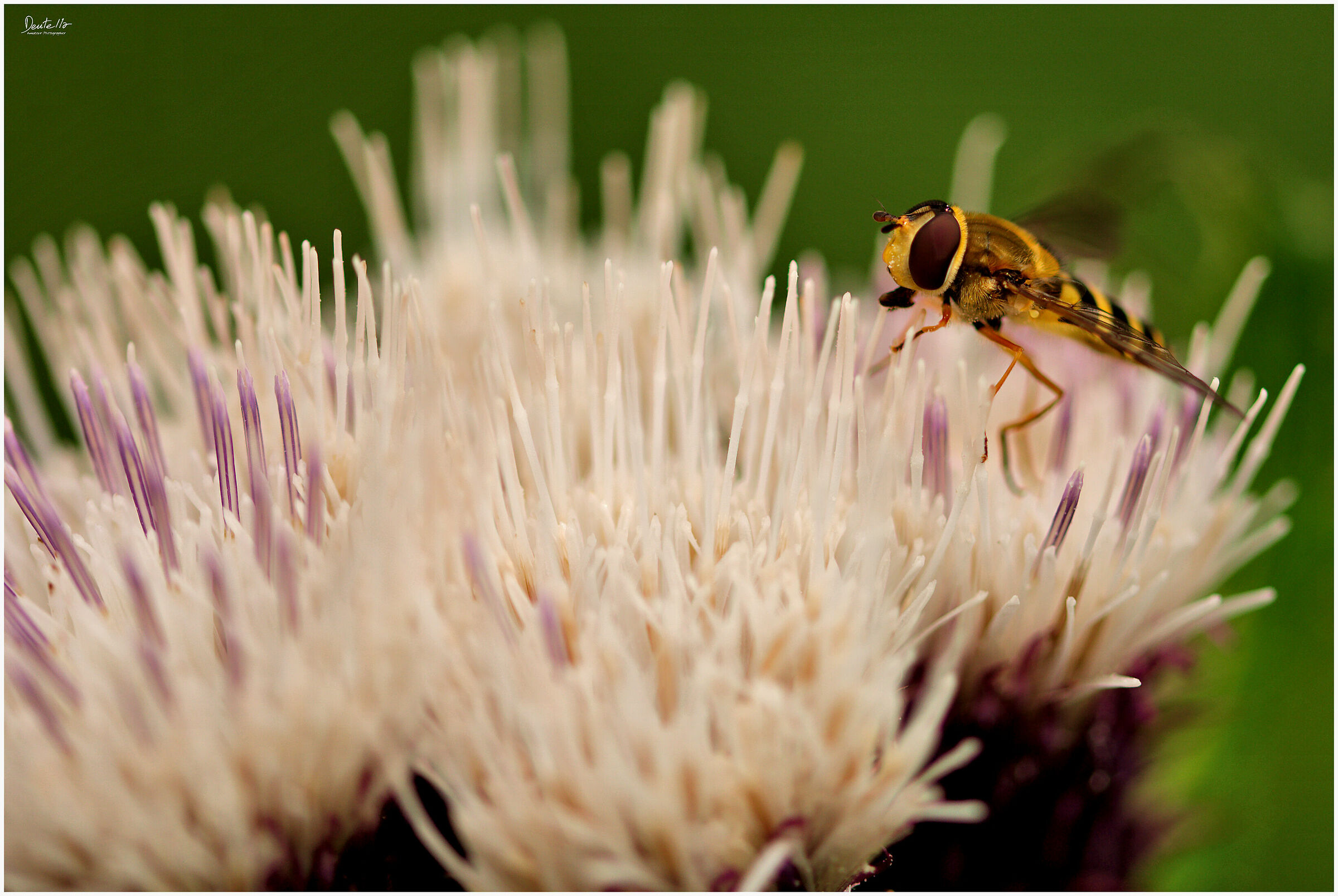 Bee at work on the Thistle