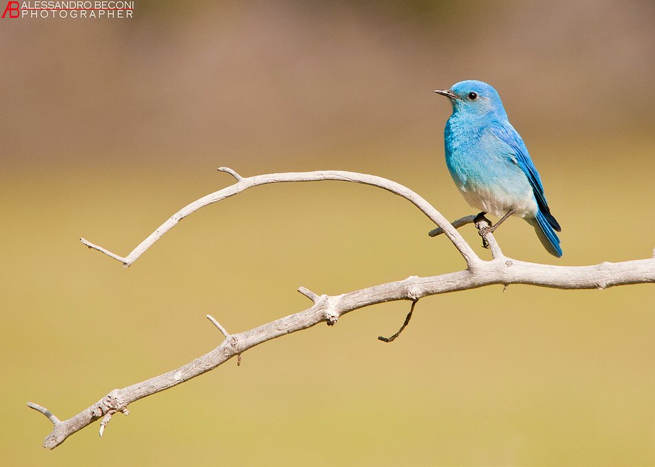 Mountain blue bird