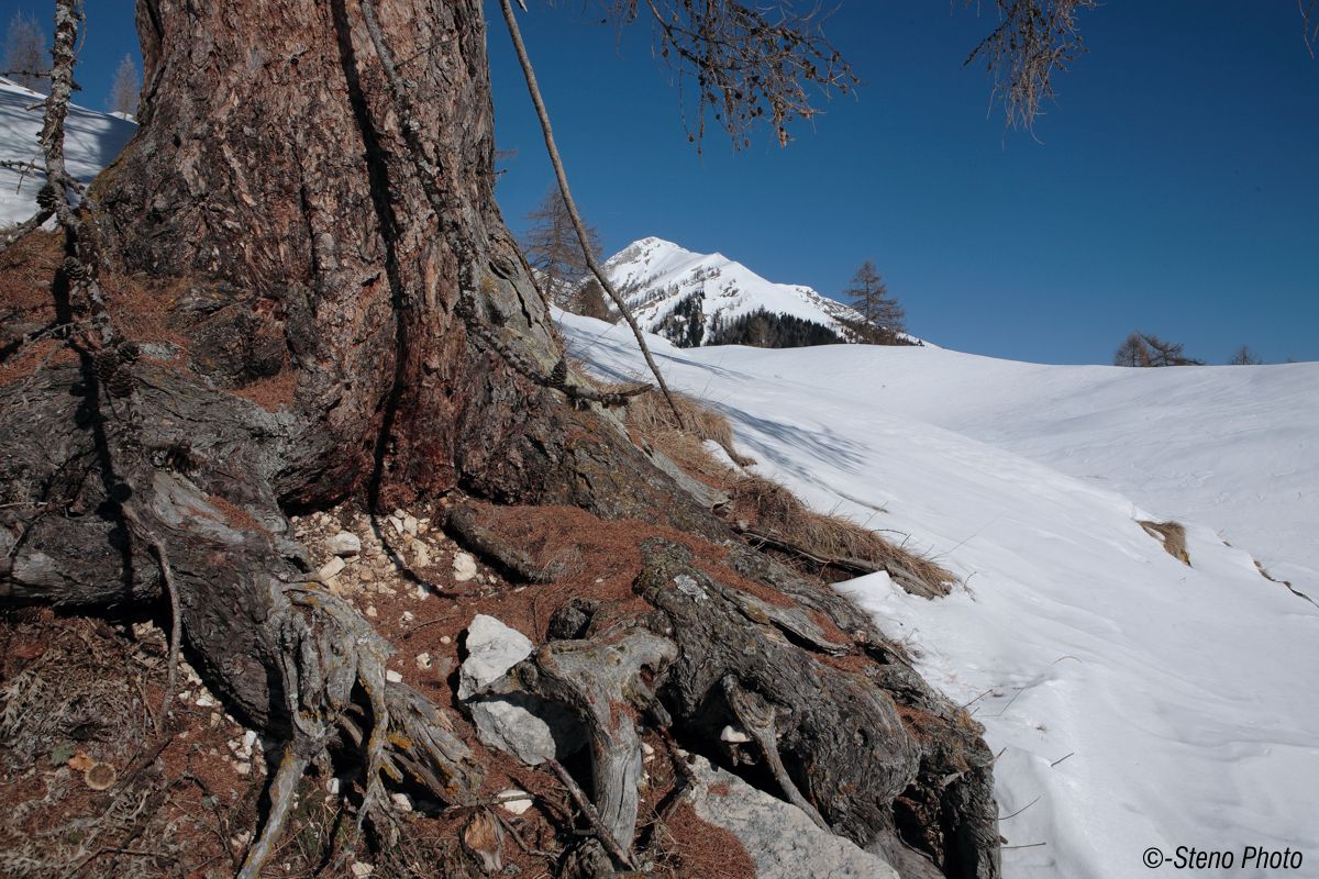 With the Executioner