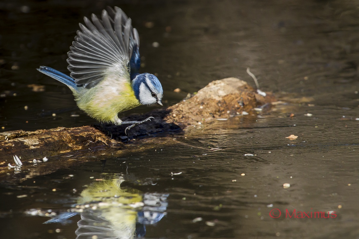 .... arrivooooo ....