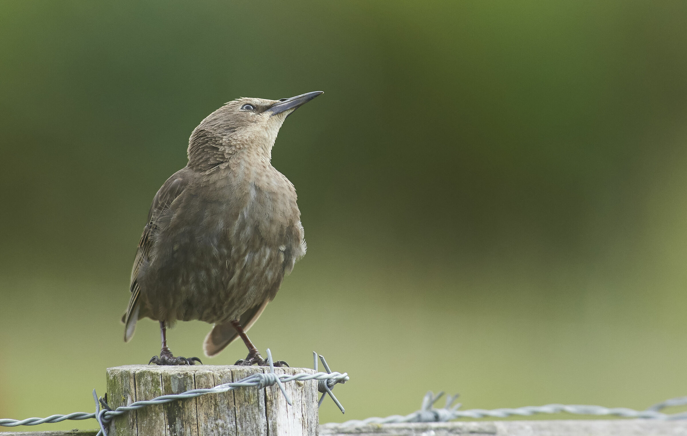 Starling giovanile