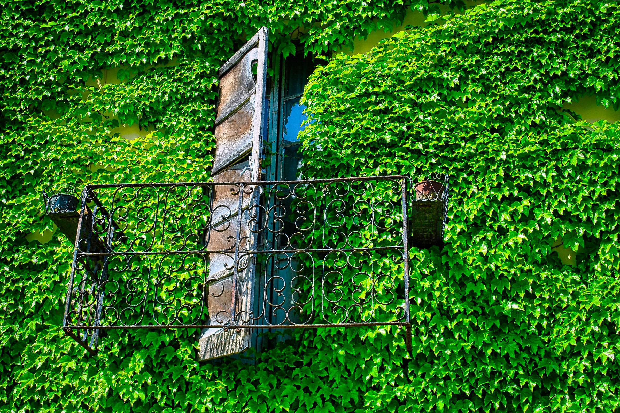 NATURE AT THE WINDOW