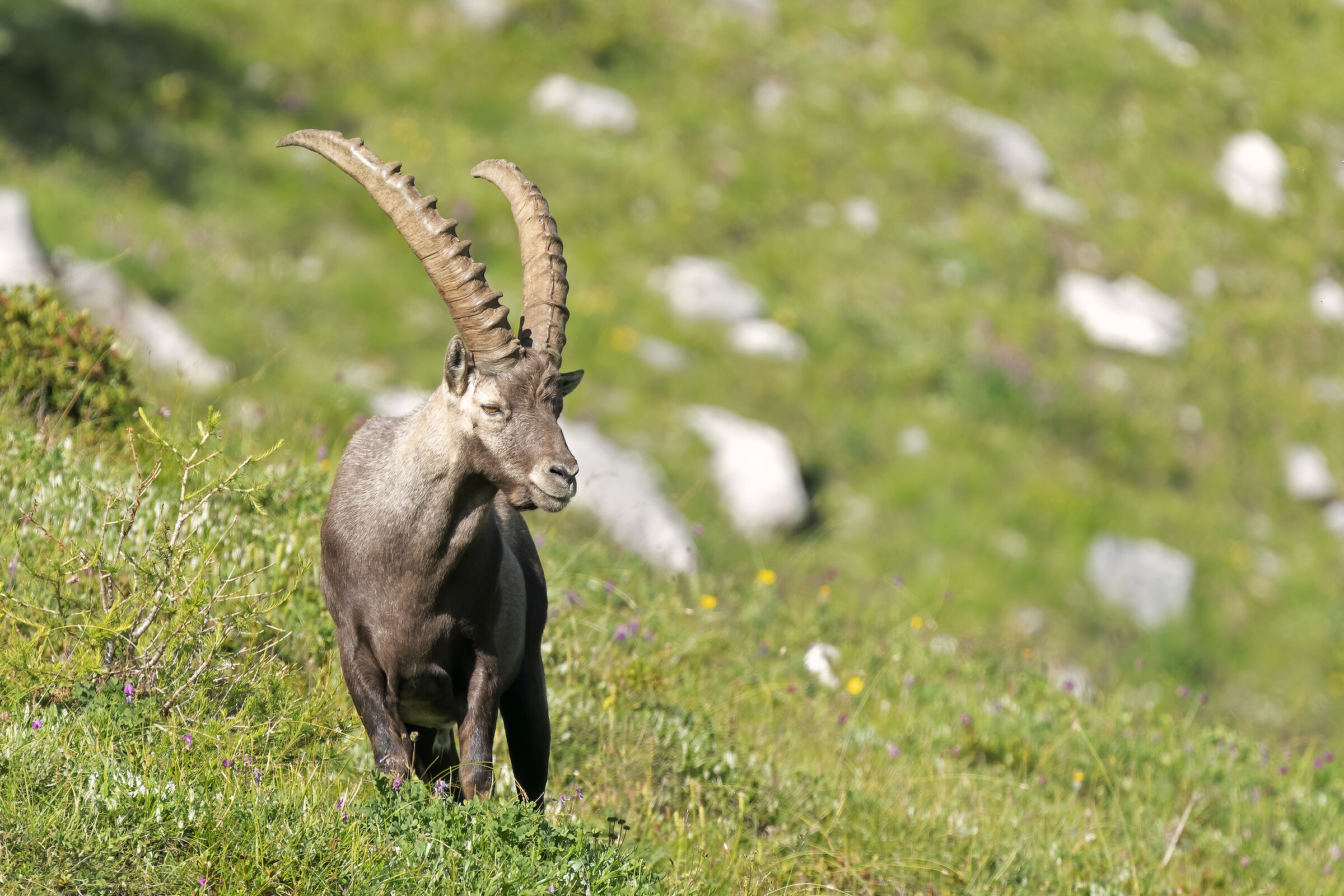 Ibex.
