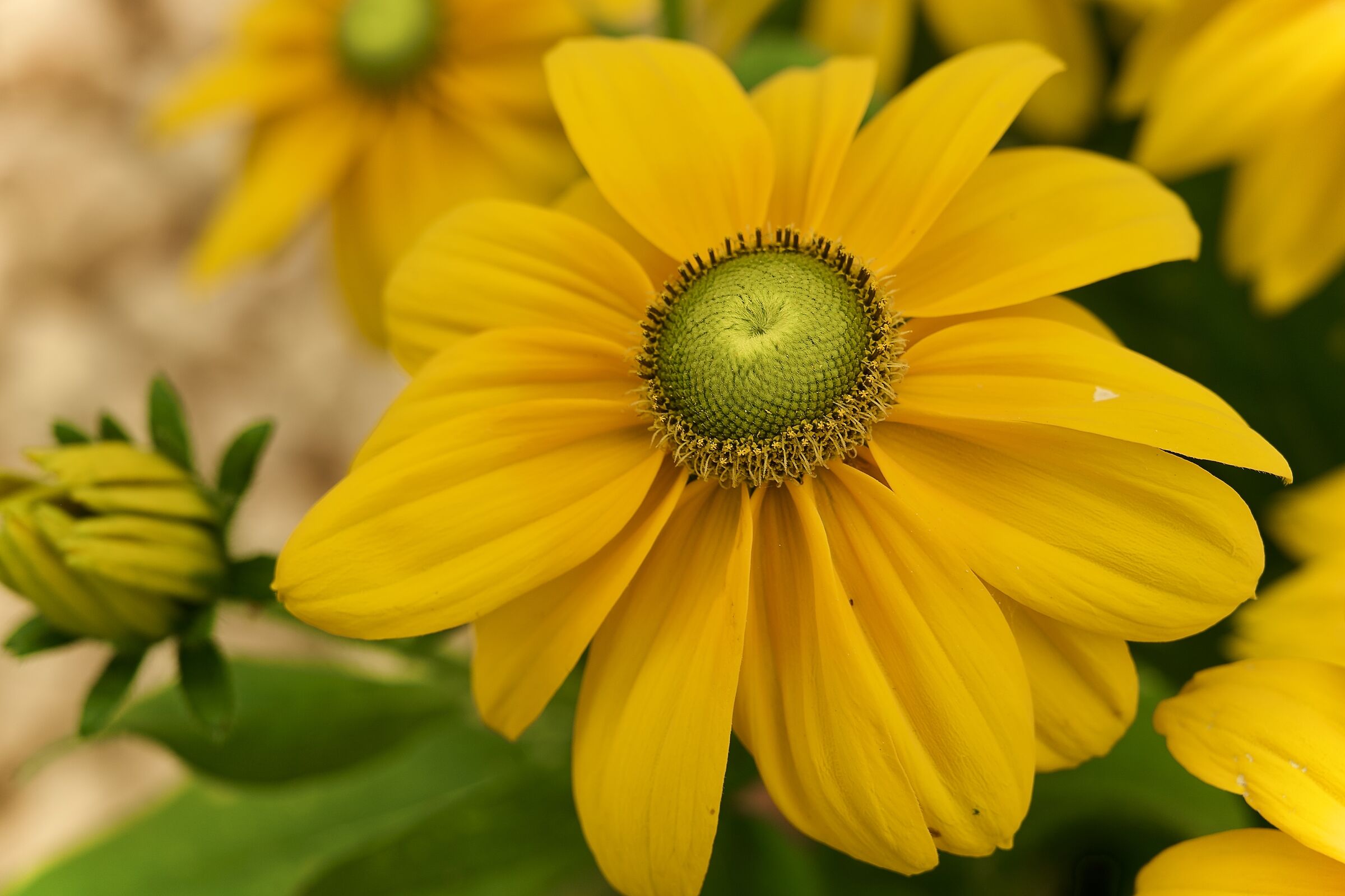 daisy yellow