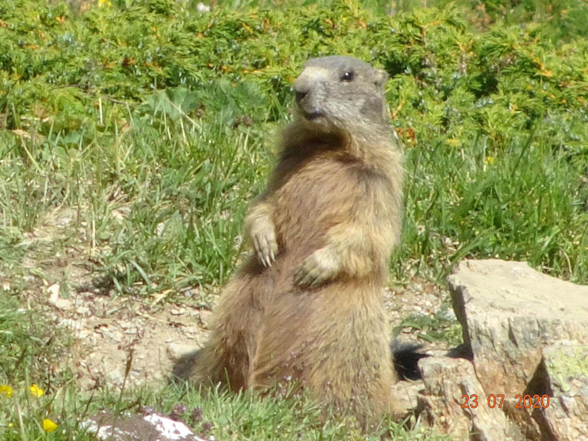 Marmotta
