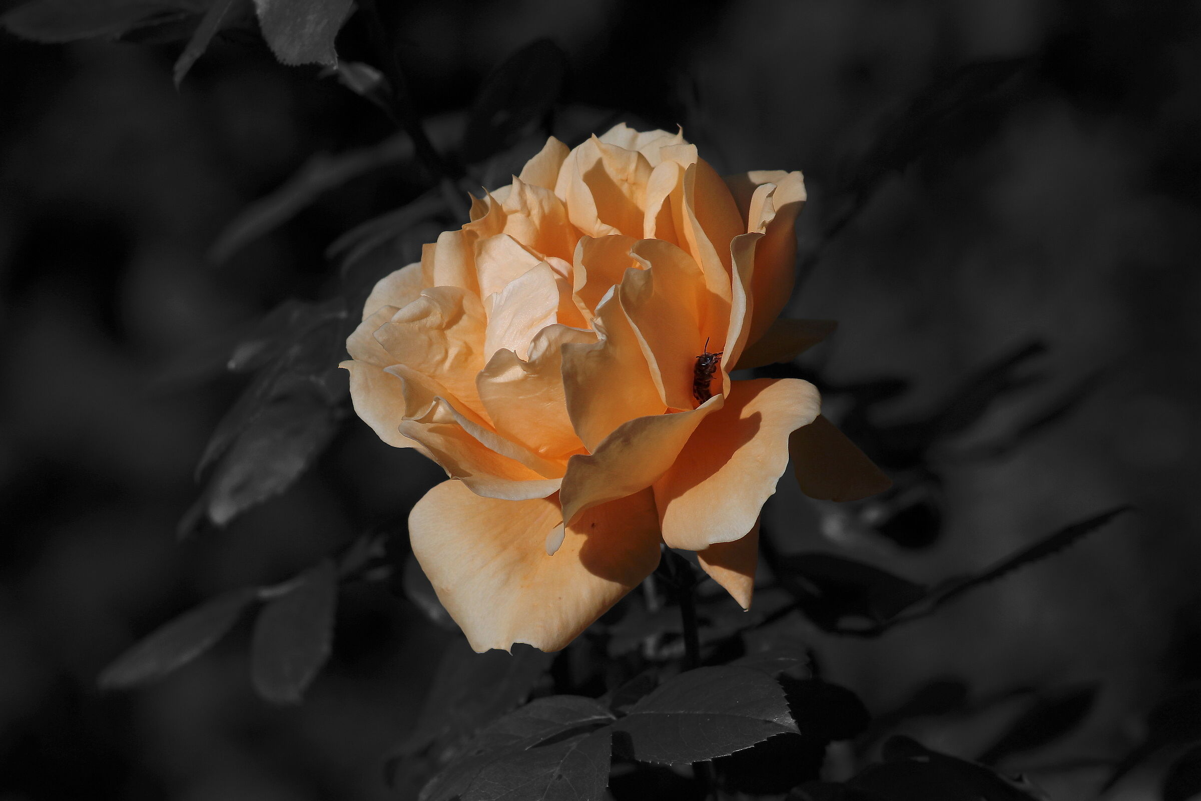 una rosa
