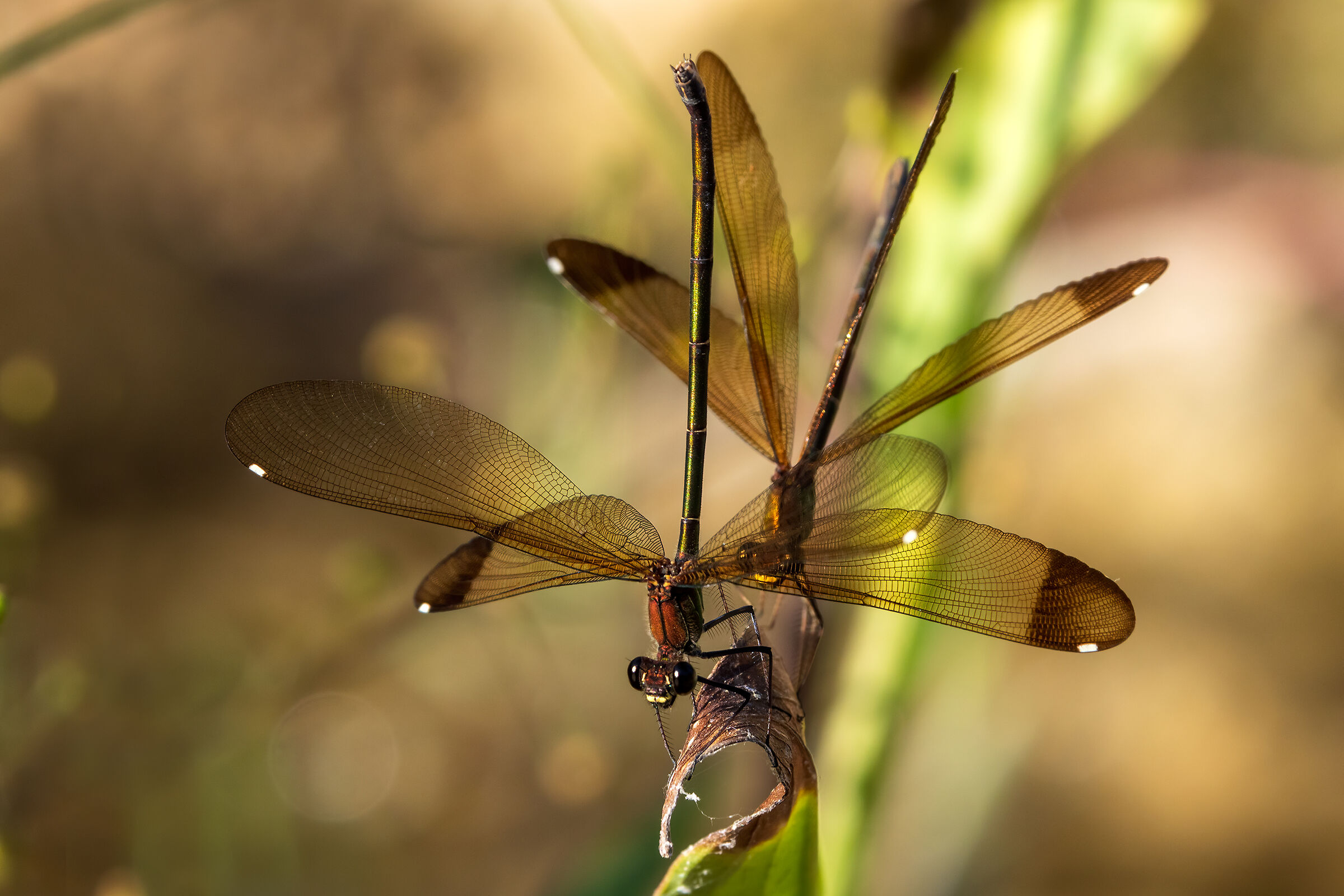 Fiore di maggio - Calopteryx haemorroidalis