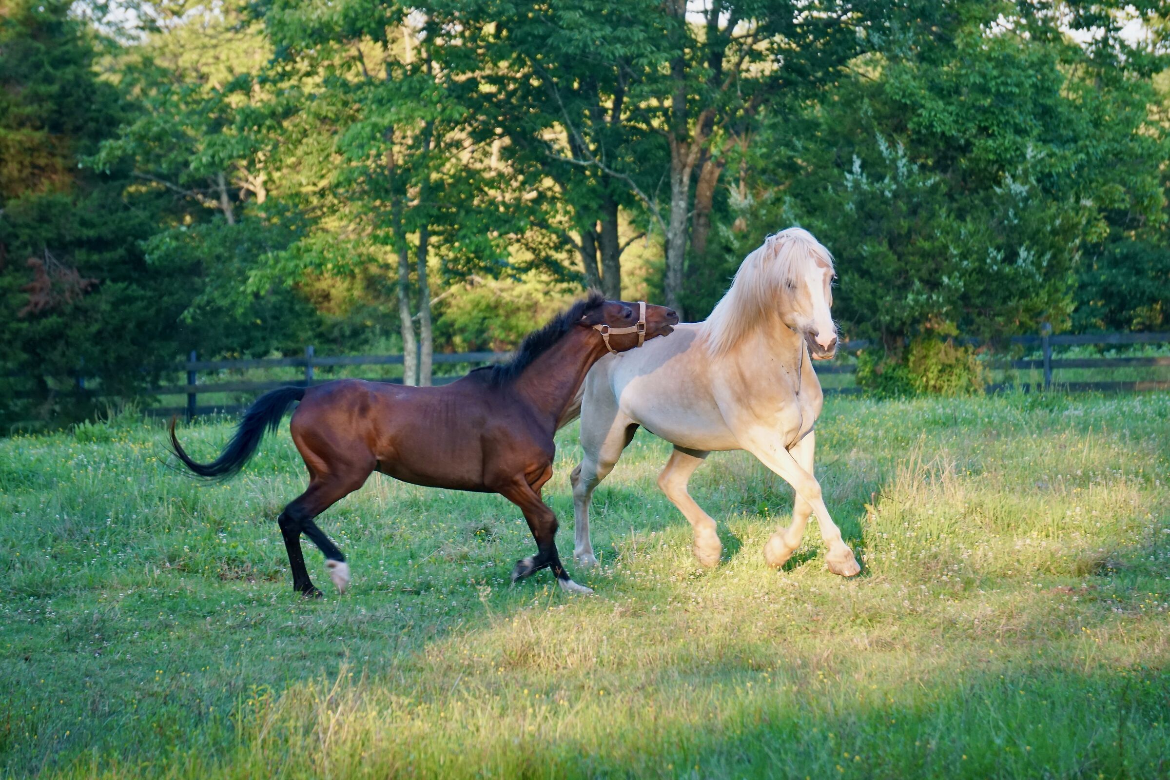 Playful Horses