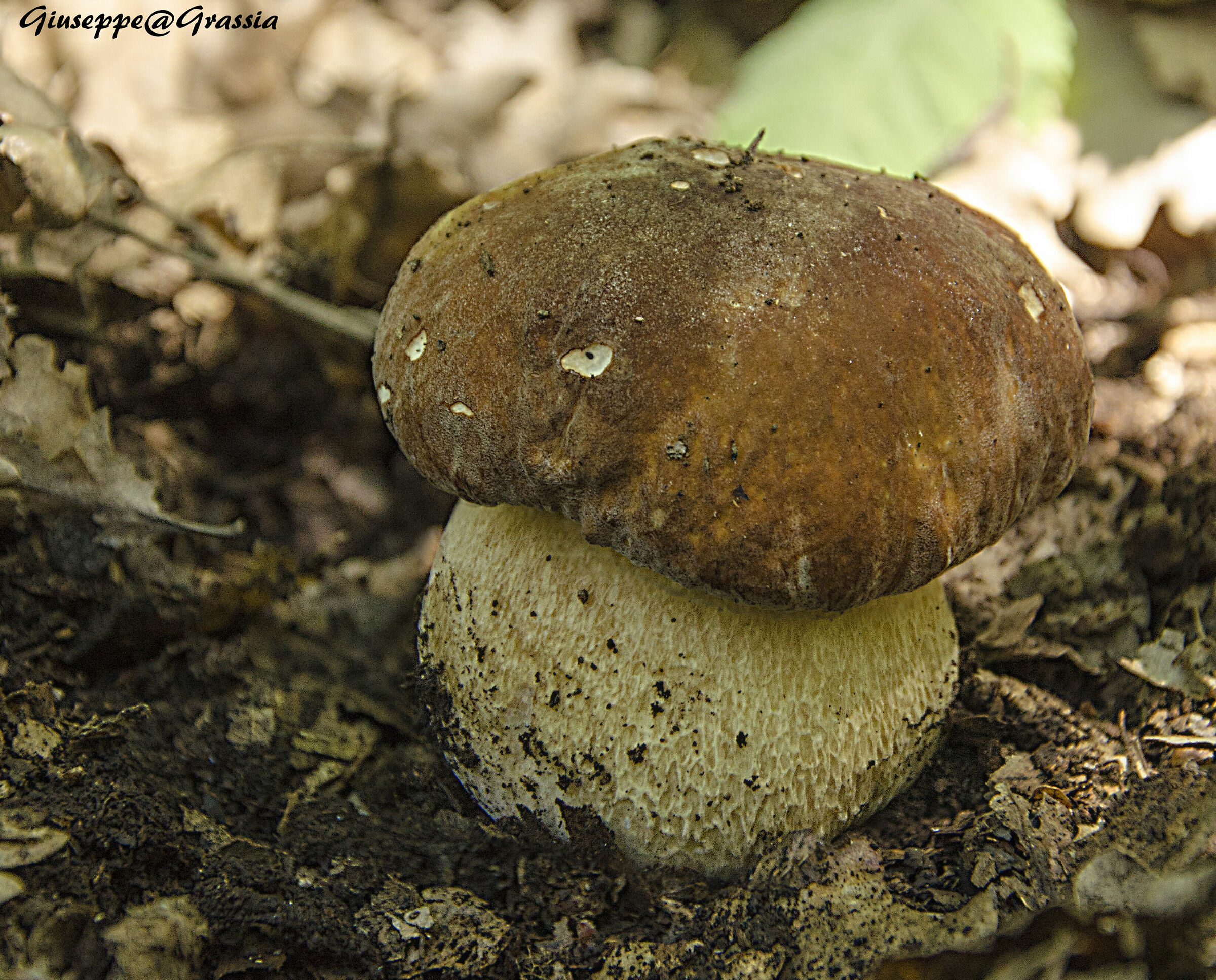 Boletus Aestivalis