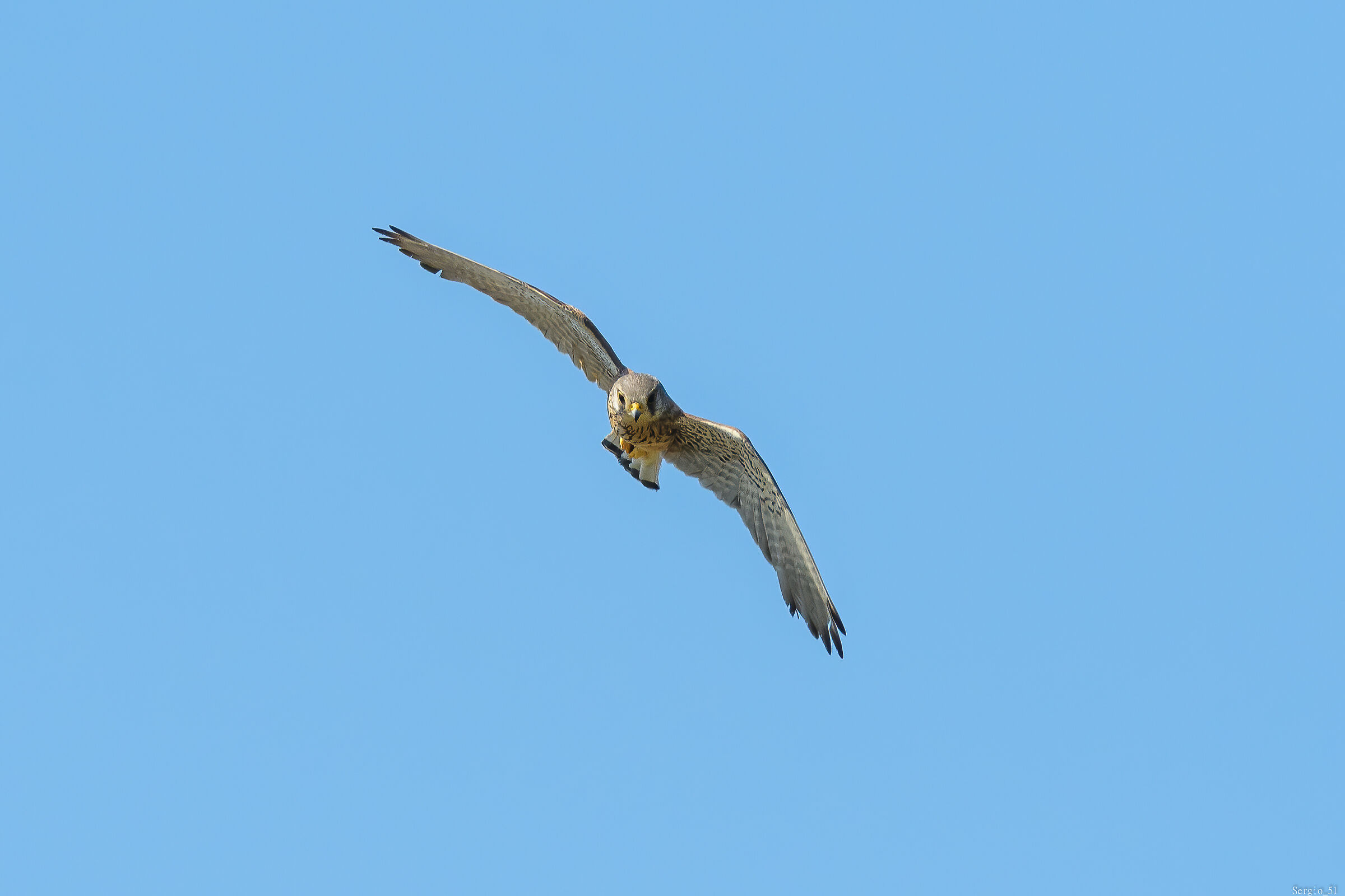 Kestrel